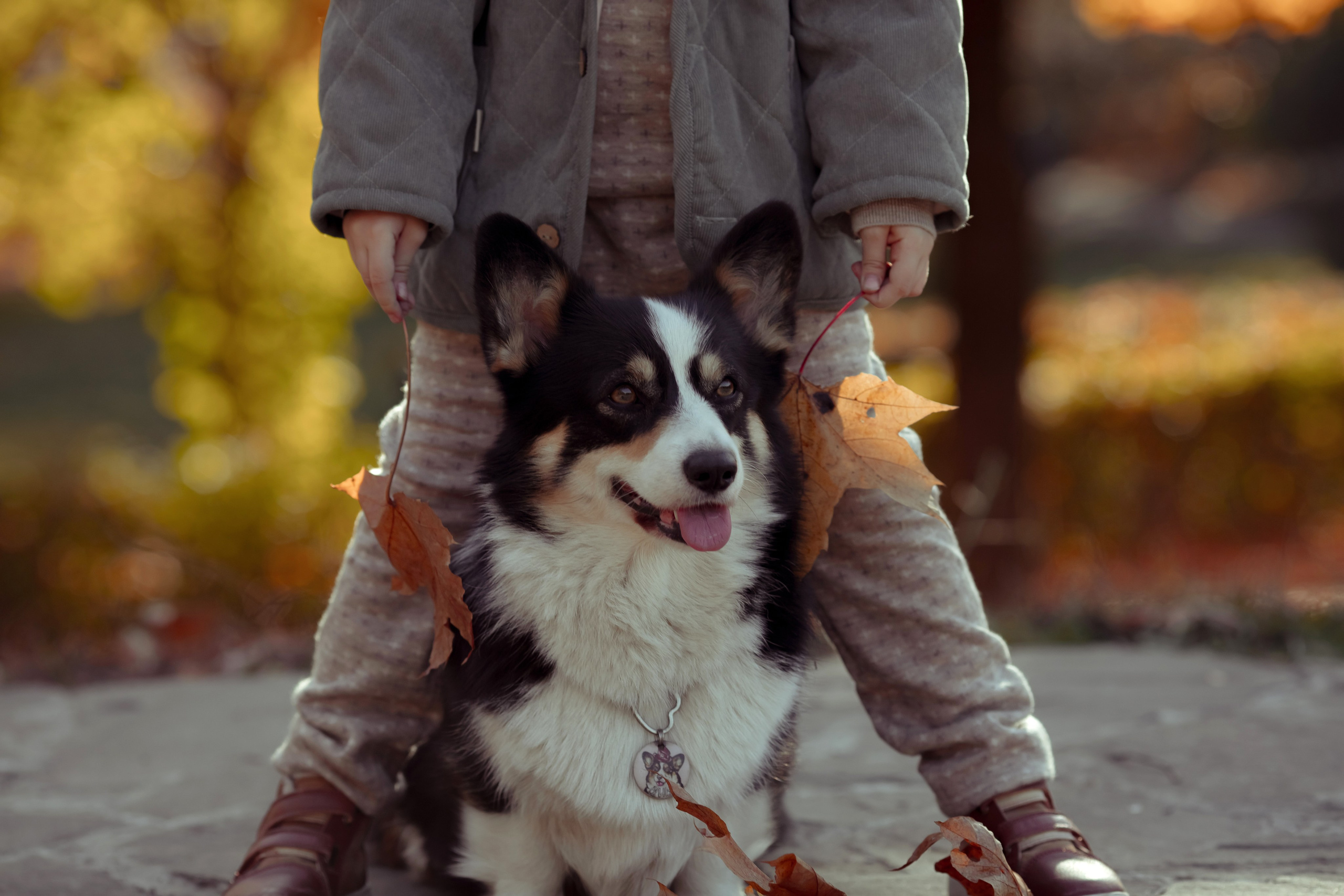 Эва с корги. Семейный и детский фотограф в Москве Дорогова Екатерина