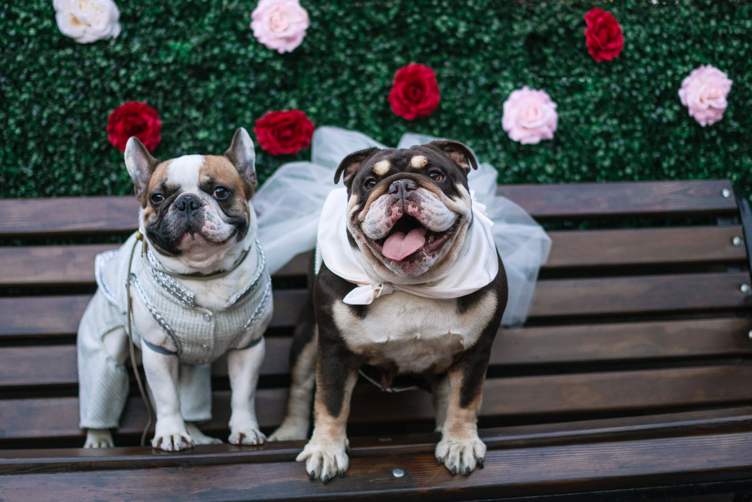 Бульбалл 23.04.2023. Фотограф-анималист Татьяна Степанова