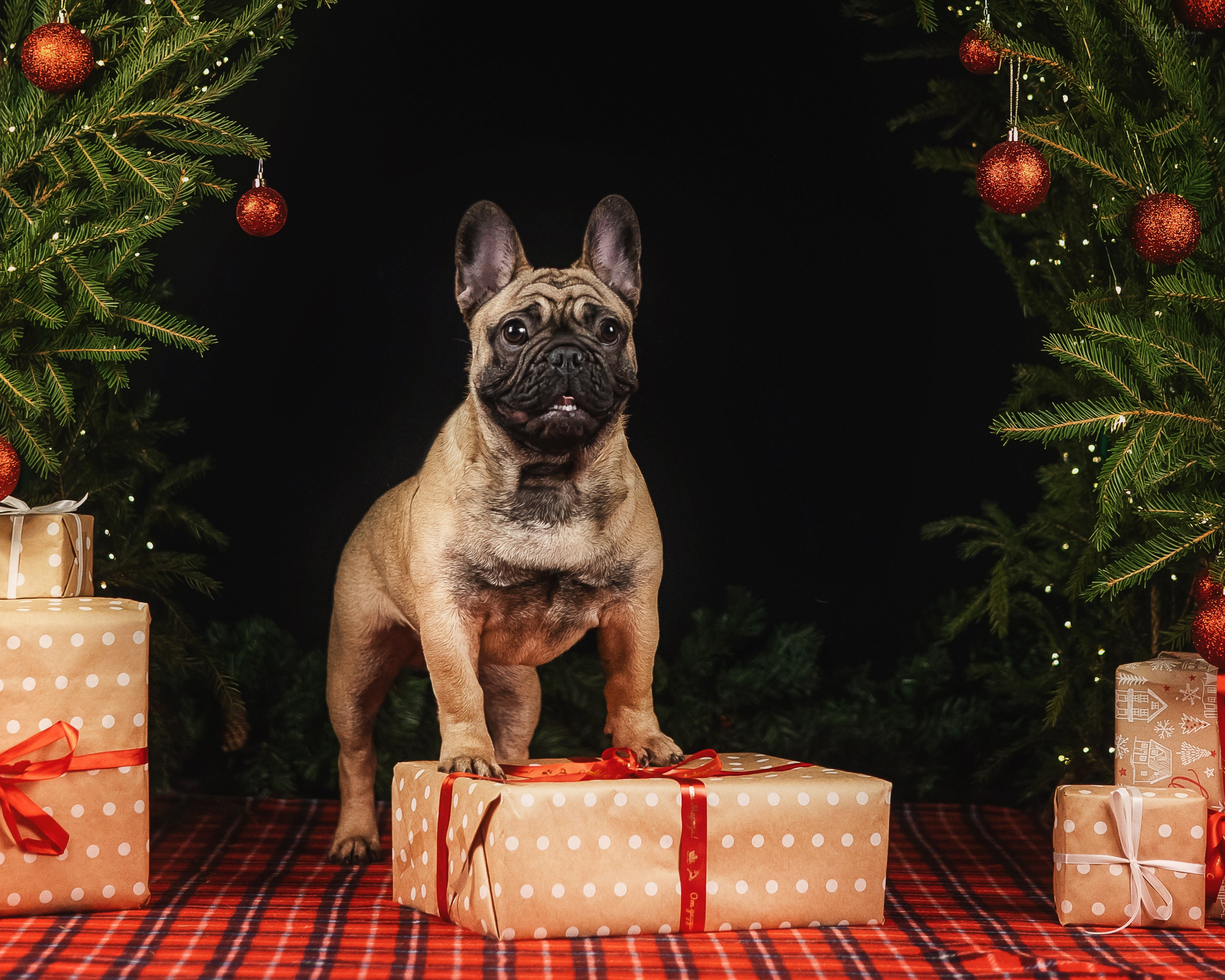 Фотодень_1 2025. Фотограф анималист Аня Ливанова | Рыбинск