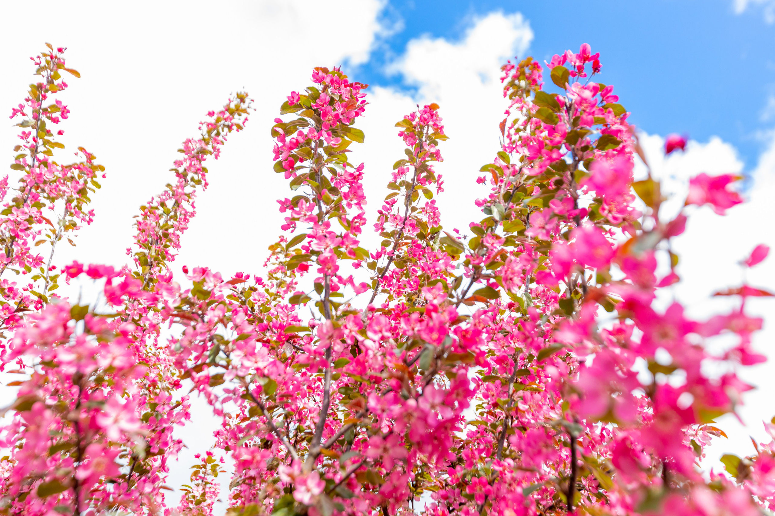 Весеннее цветение в Туле. Фотограф в Туле Крупский АнДРей. Фотостудия «КАДР71» в Туле