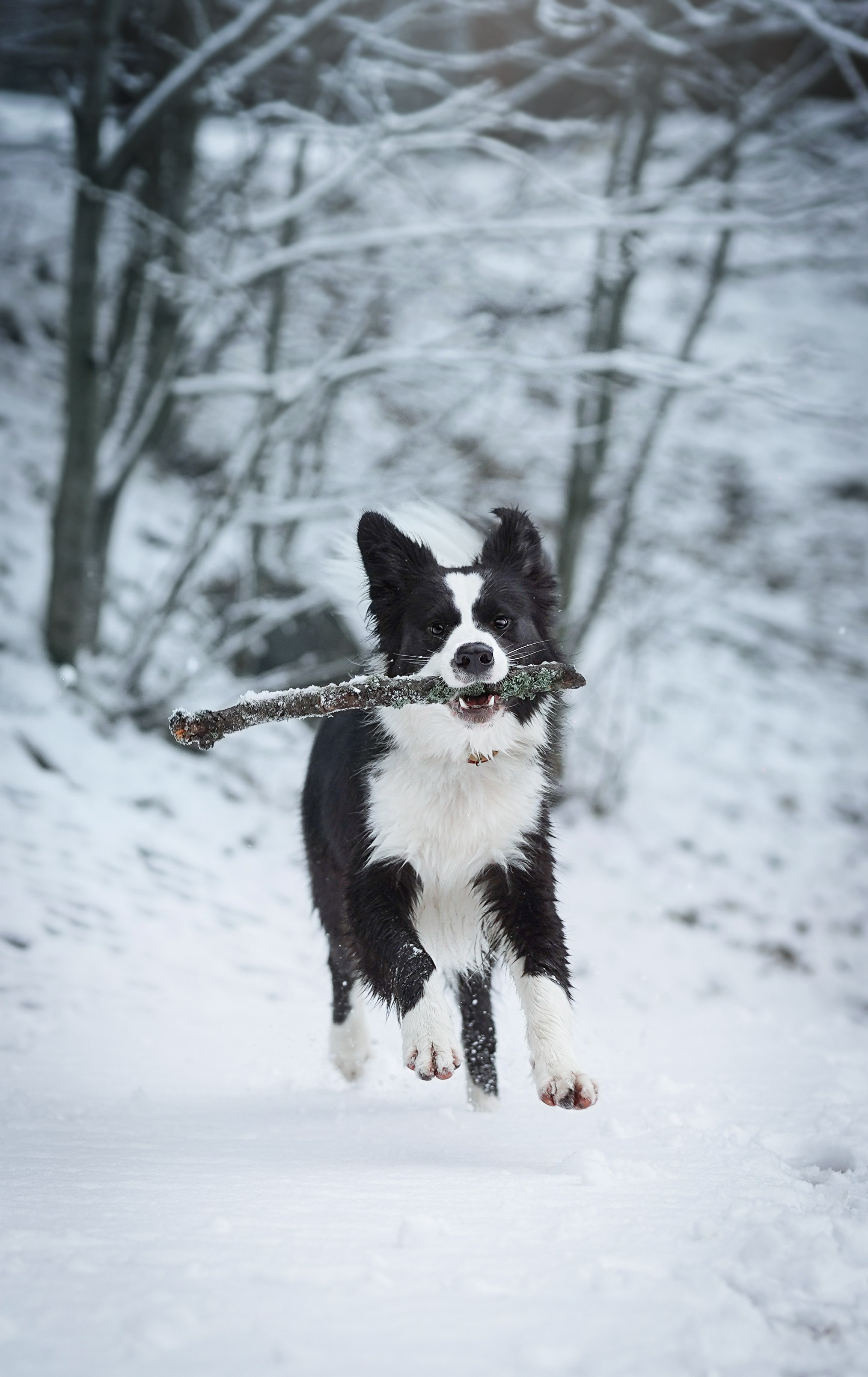 Юлия и Груша. Фотограф-анималист в Санкт-Петербурге Яна Мартынова