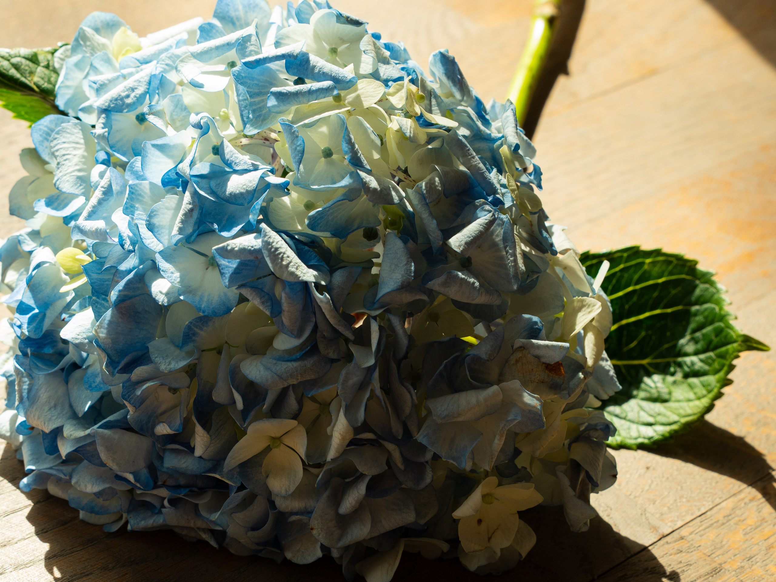 Вероника и Евгений. ФОТОГРАФ Любовь Скок. Москва