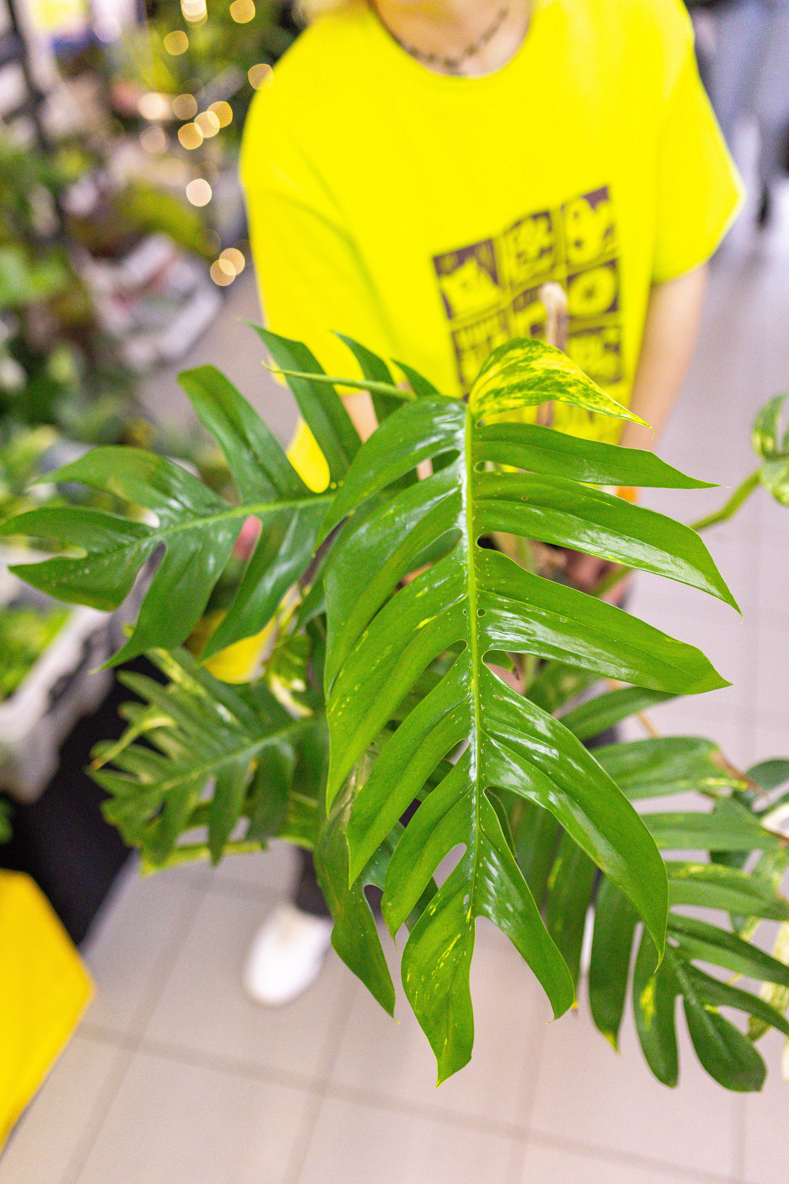 Орхидиум май 2025. Александра Куликова фотограф, Москва