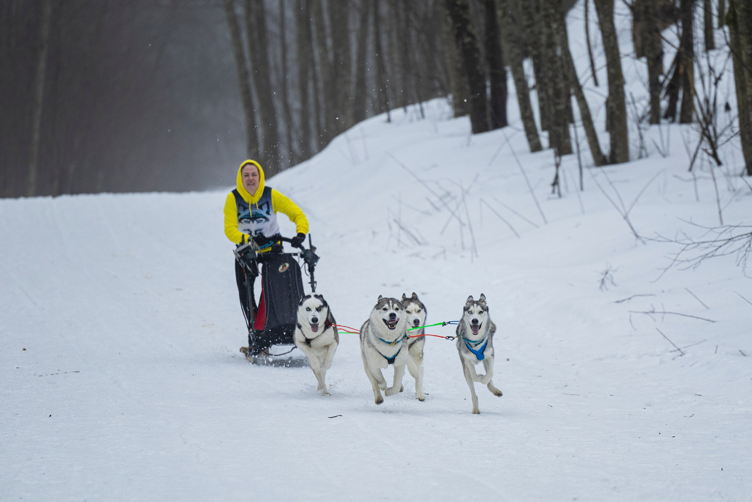 Зимний Чемпионат Санкт-Петербурга по ездовому спорту. Фотограф-анималист Анна Маринич