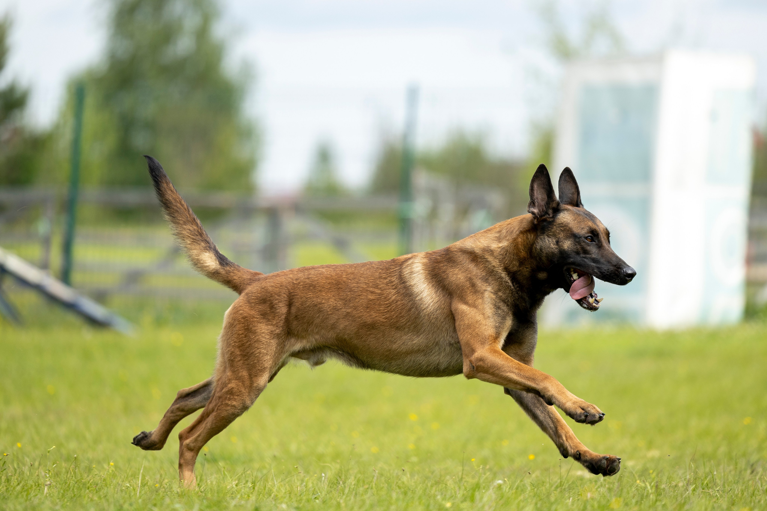 Испытания по мондьорингу в Нижнем Новгороде. Фотограф-анималист Анна Маринич