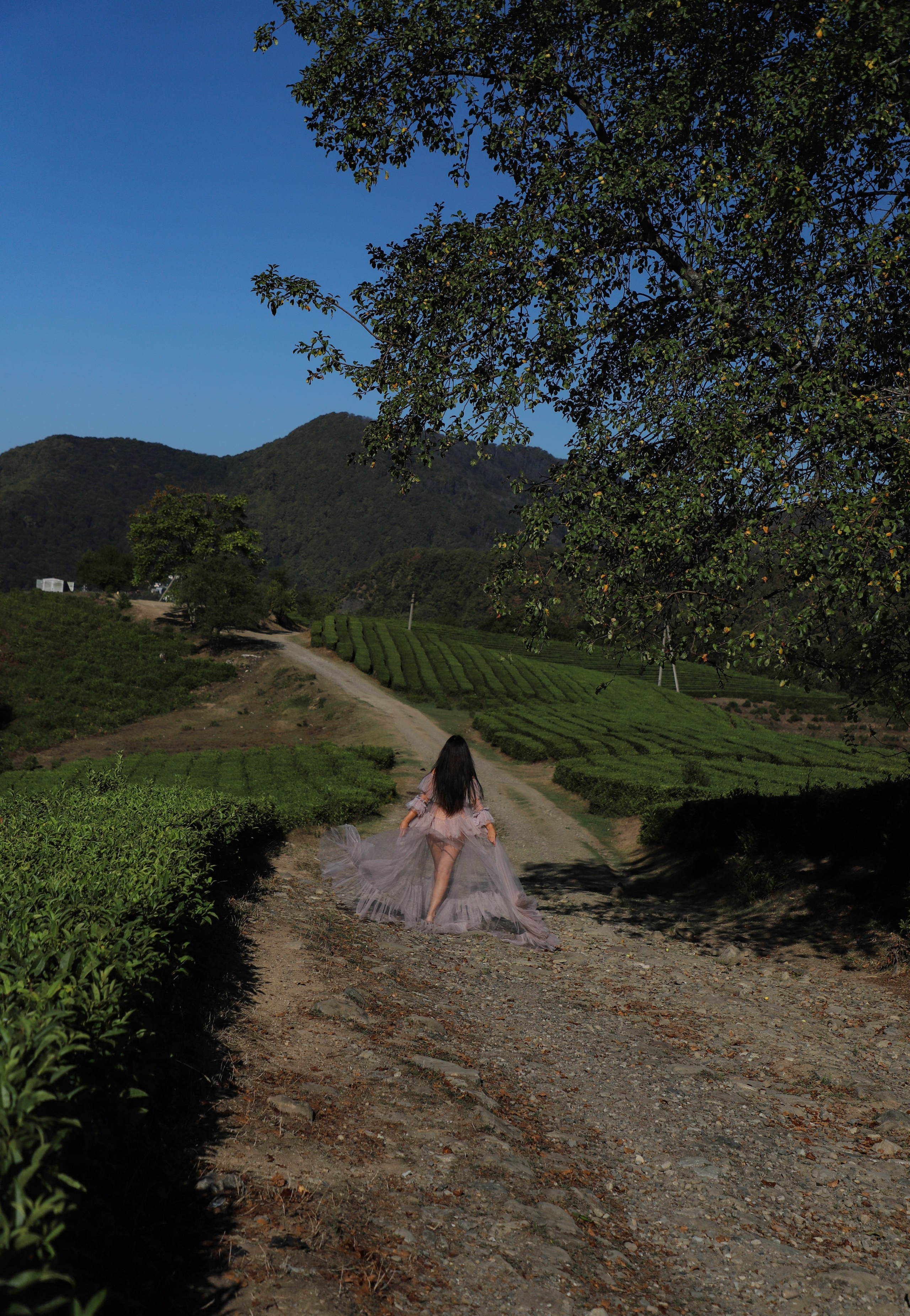 Беремняшка Мацеста чайные плантации 27.08. Главная