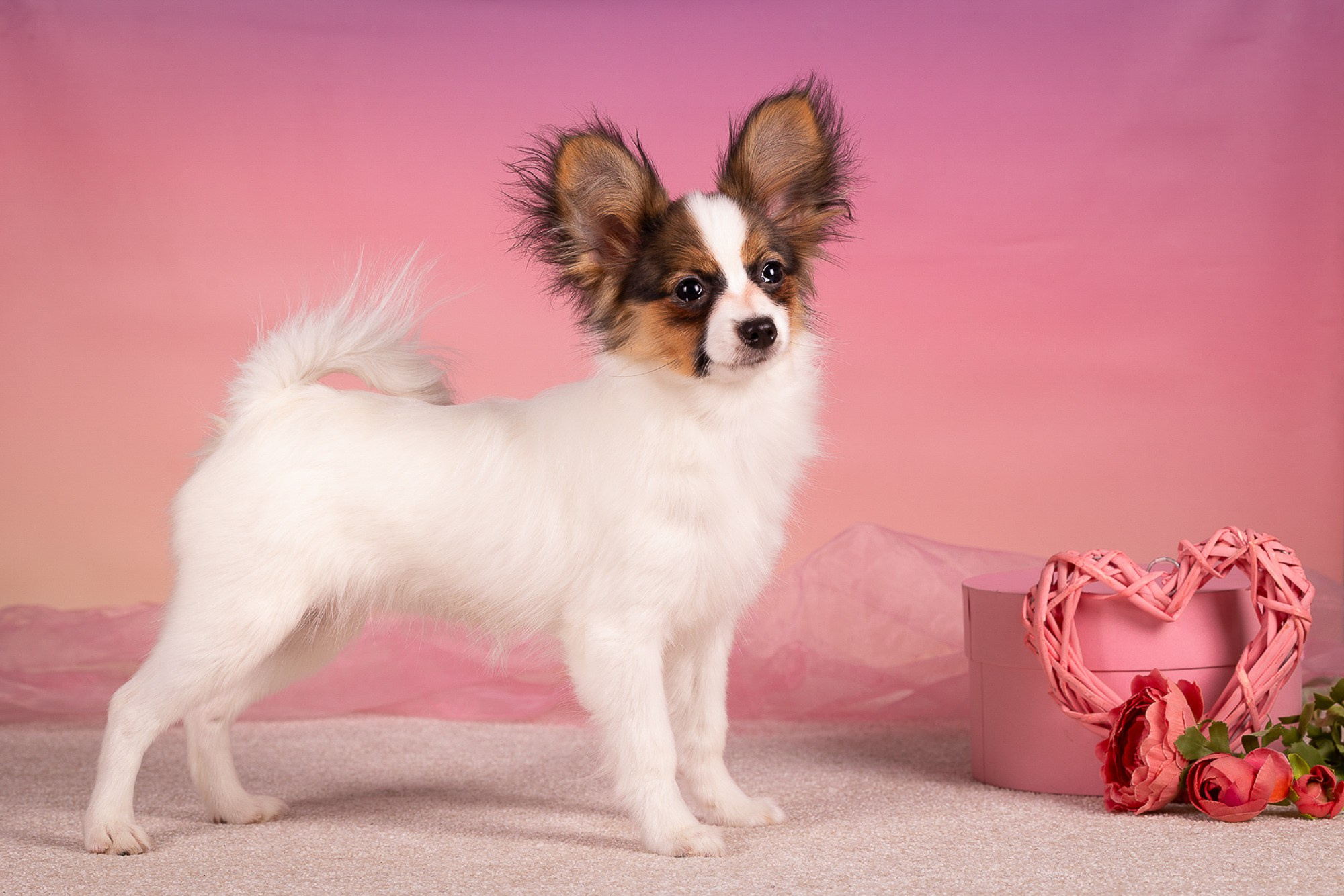 Фотосъёмки щенков. Фотограф-анималист Natalia Deingel | Фотосъемка собак в Москве