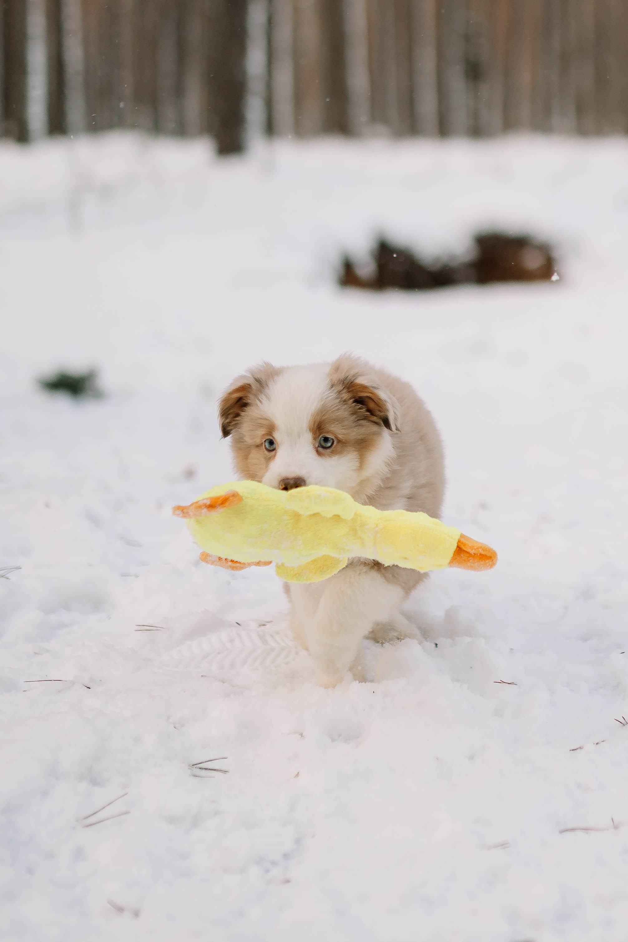 Щенки Миниатюрной американской овчарки. Прогулка в лесу. Фотограф Александра Кузнецова