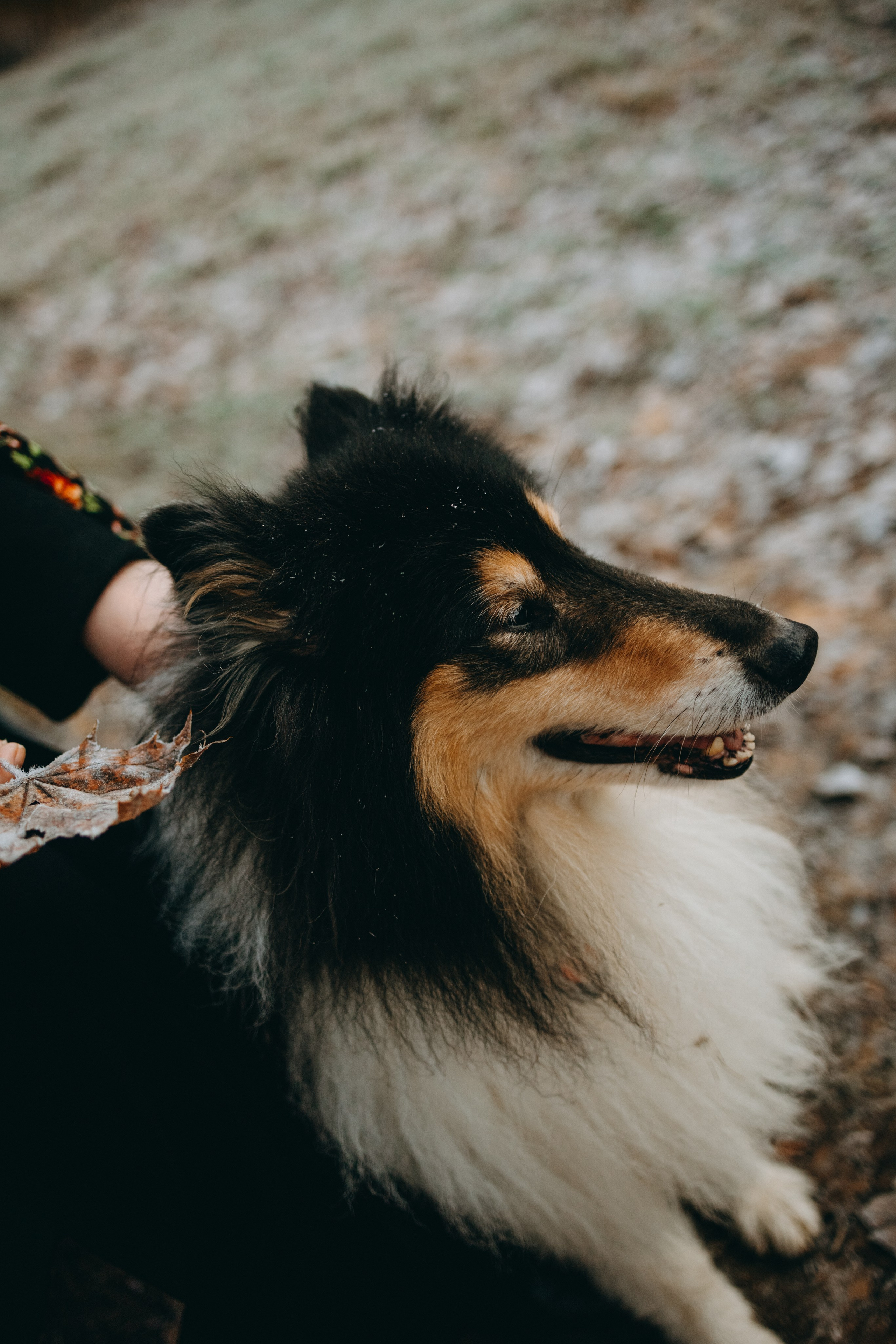 Ия и Барт. Фотограф — Анималист | Санкт-Петербург