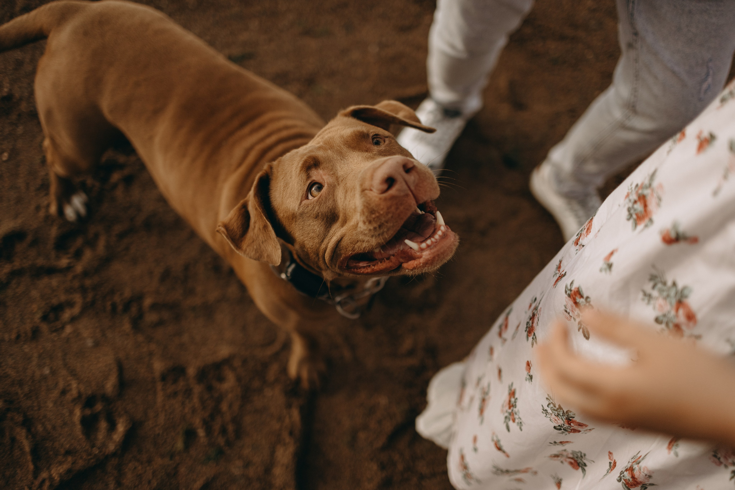 Бонни и ее семья. Фотограф — Анималист | Санкт-Петербург