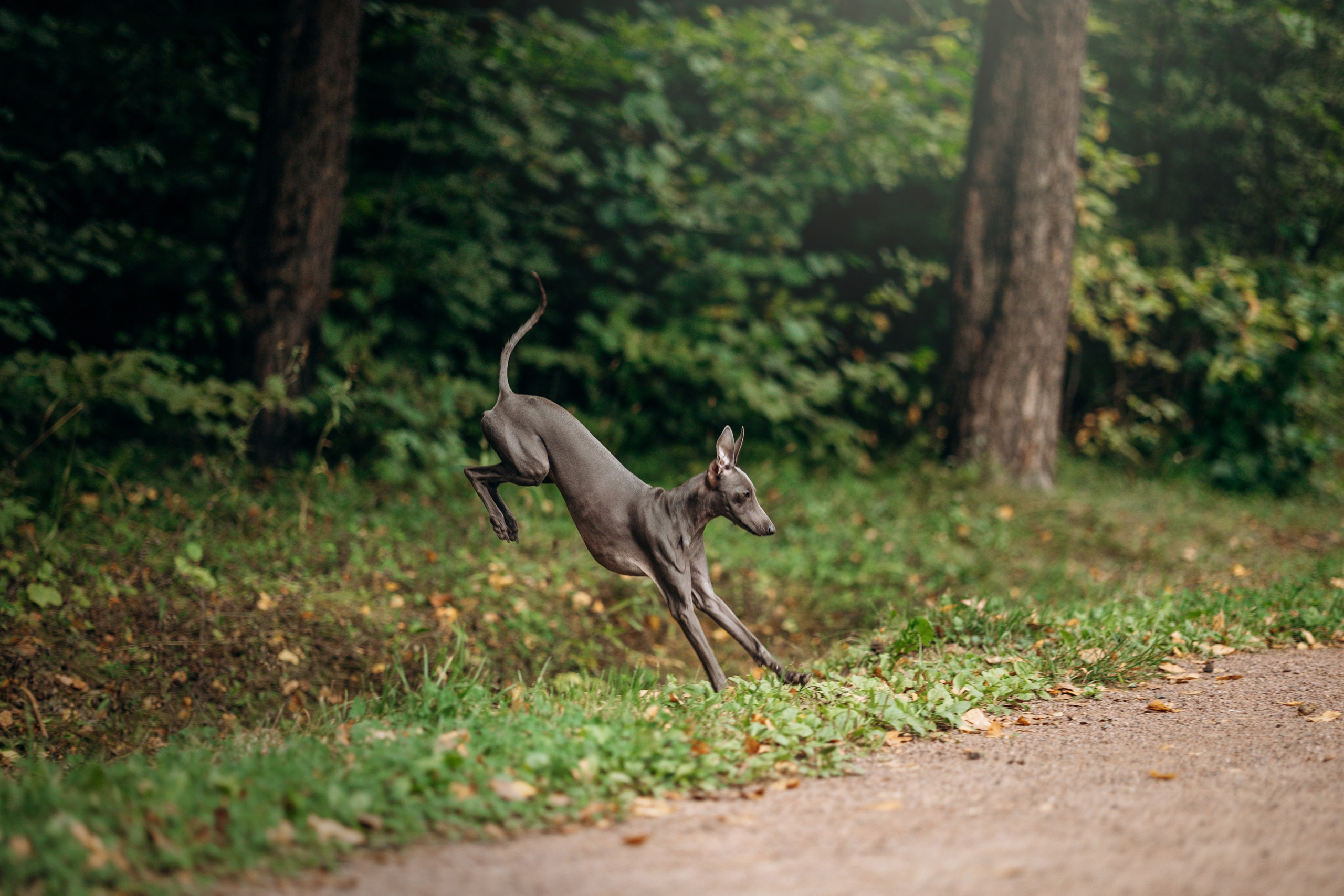 Лучик и ее семья. Фотограф — Анималист | Санкт-Петербург