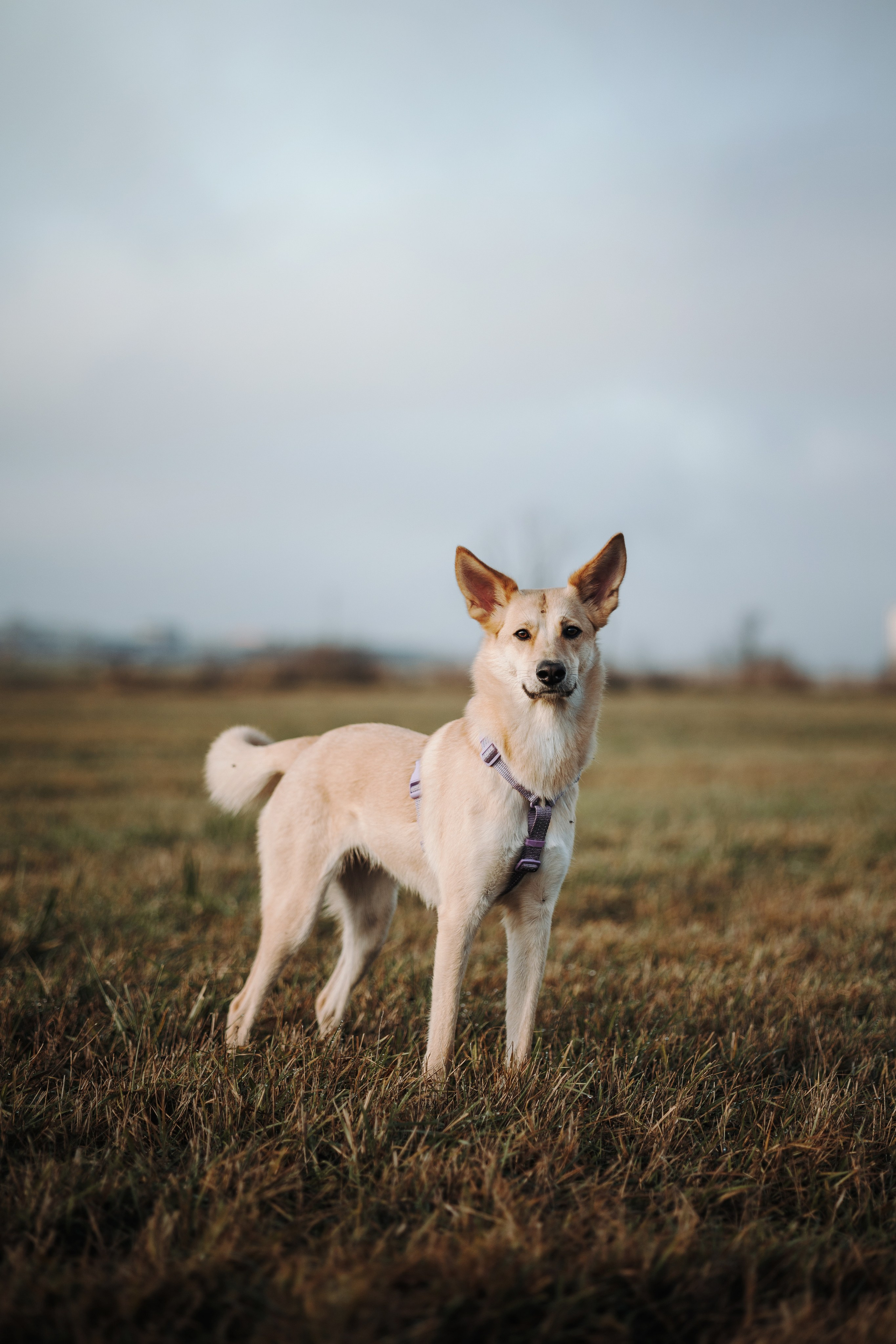 Юля и Джесси. Фотограф — Анималист | Санкт-Петербург
