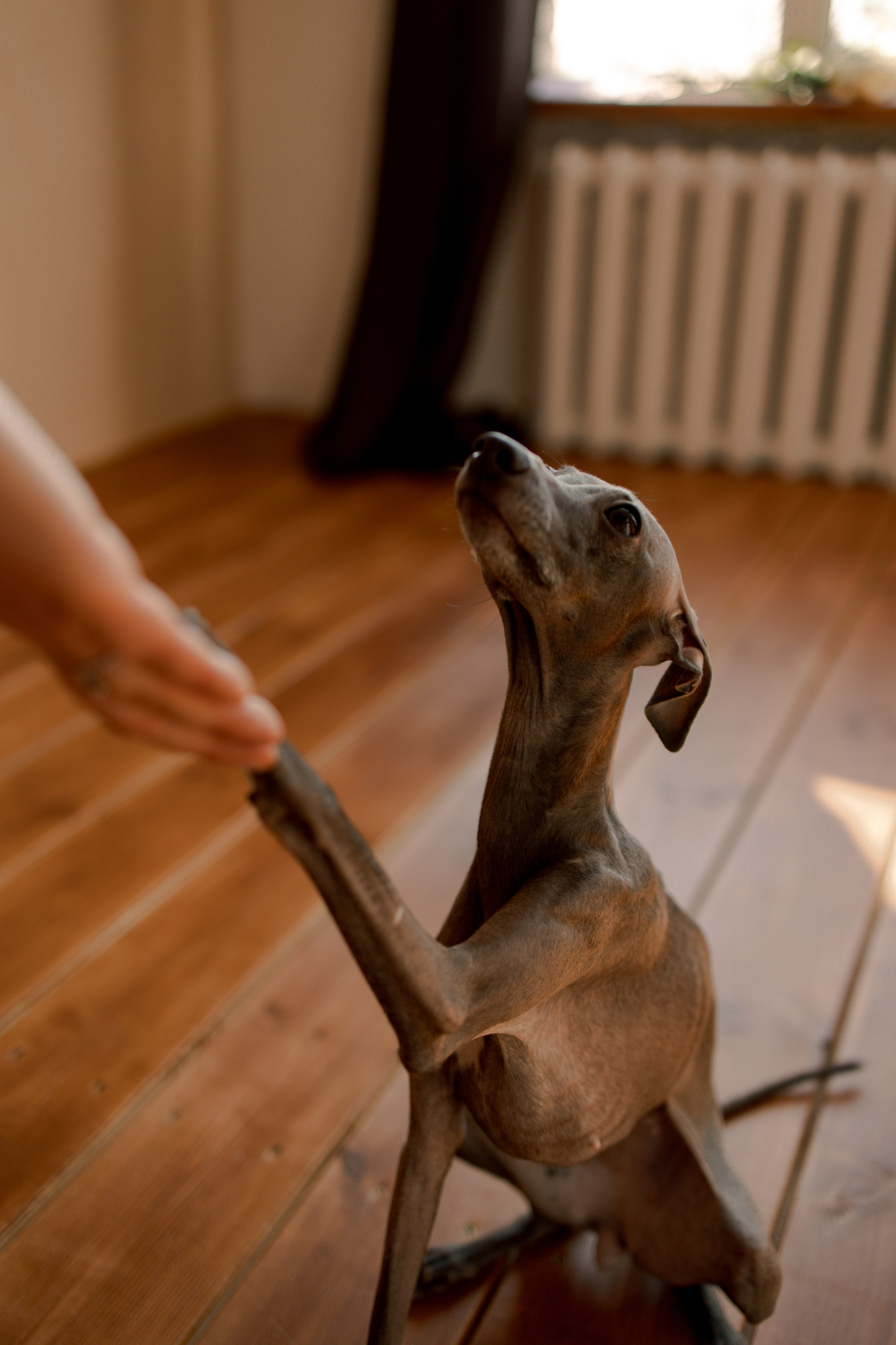 Ксюша и Луна. Фотограф — Анималист | Санкт-Петербург