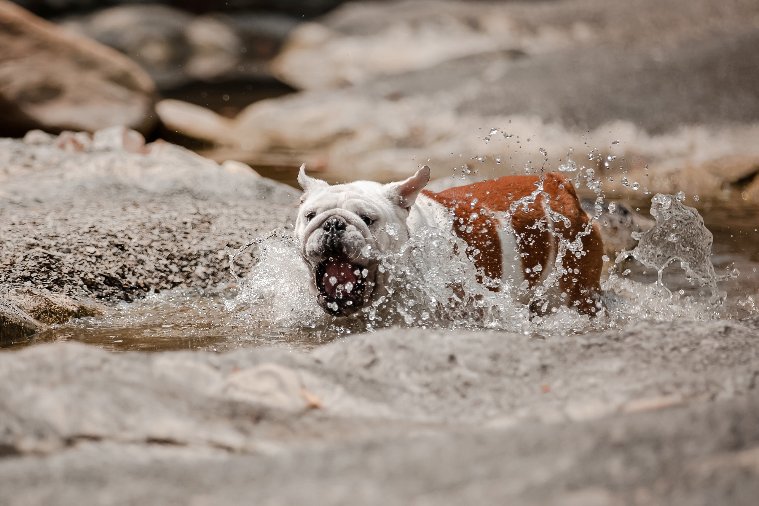 Фотосессия английского бульдога на речке. Фотограф-анималист в Краснодаре Маша Мельникова