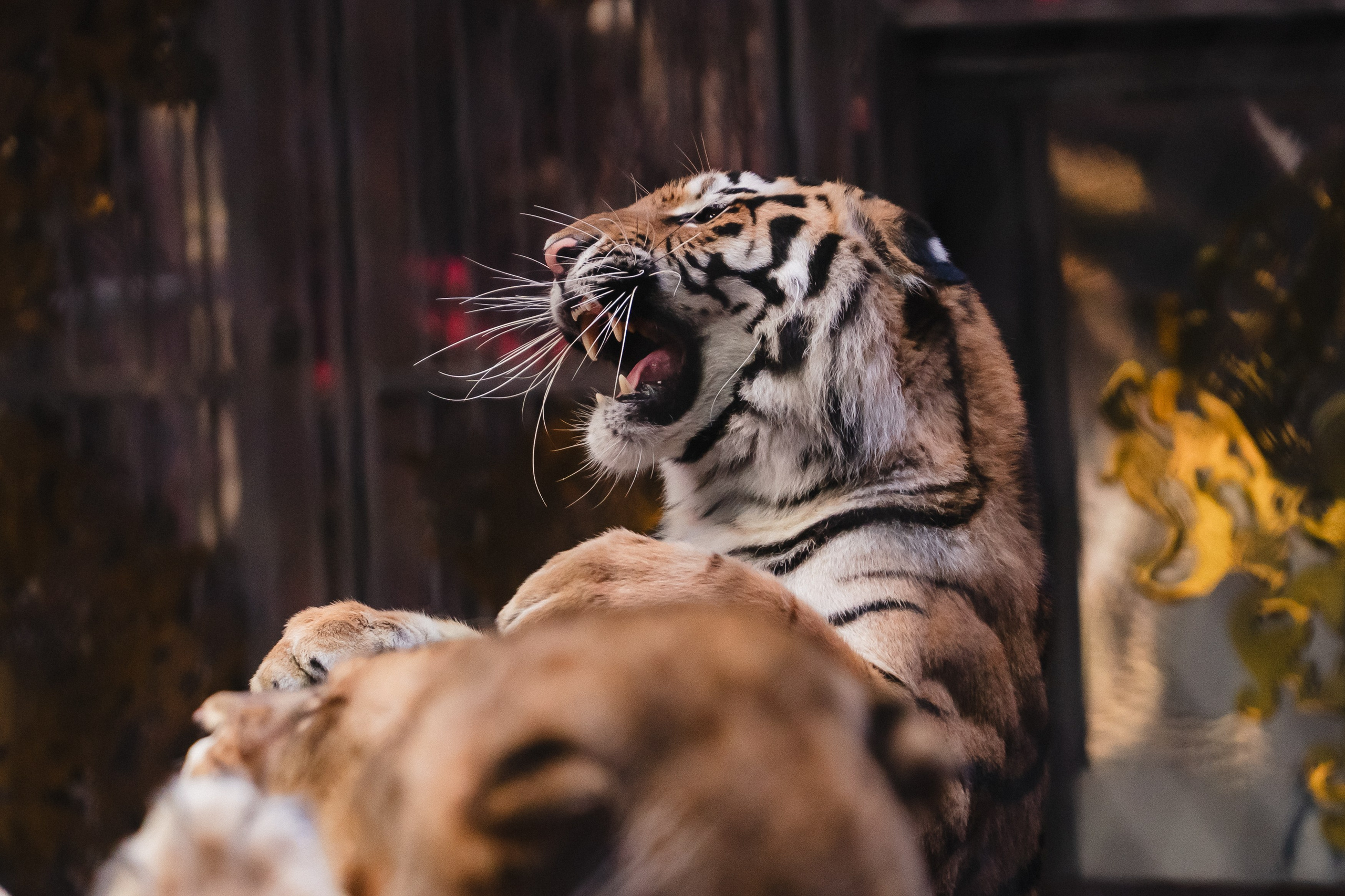 5 Континентов — Открытая репетиция. Воробьева Ксения — Спортивный и танцевальный фотограф Новосибирск