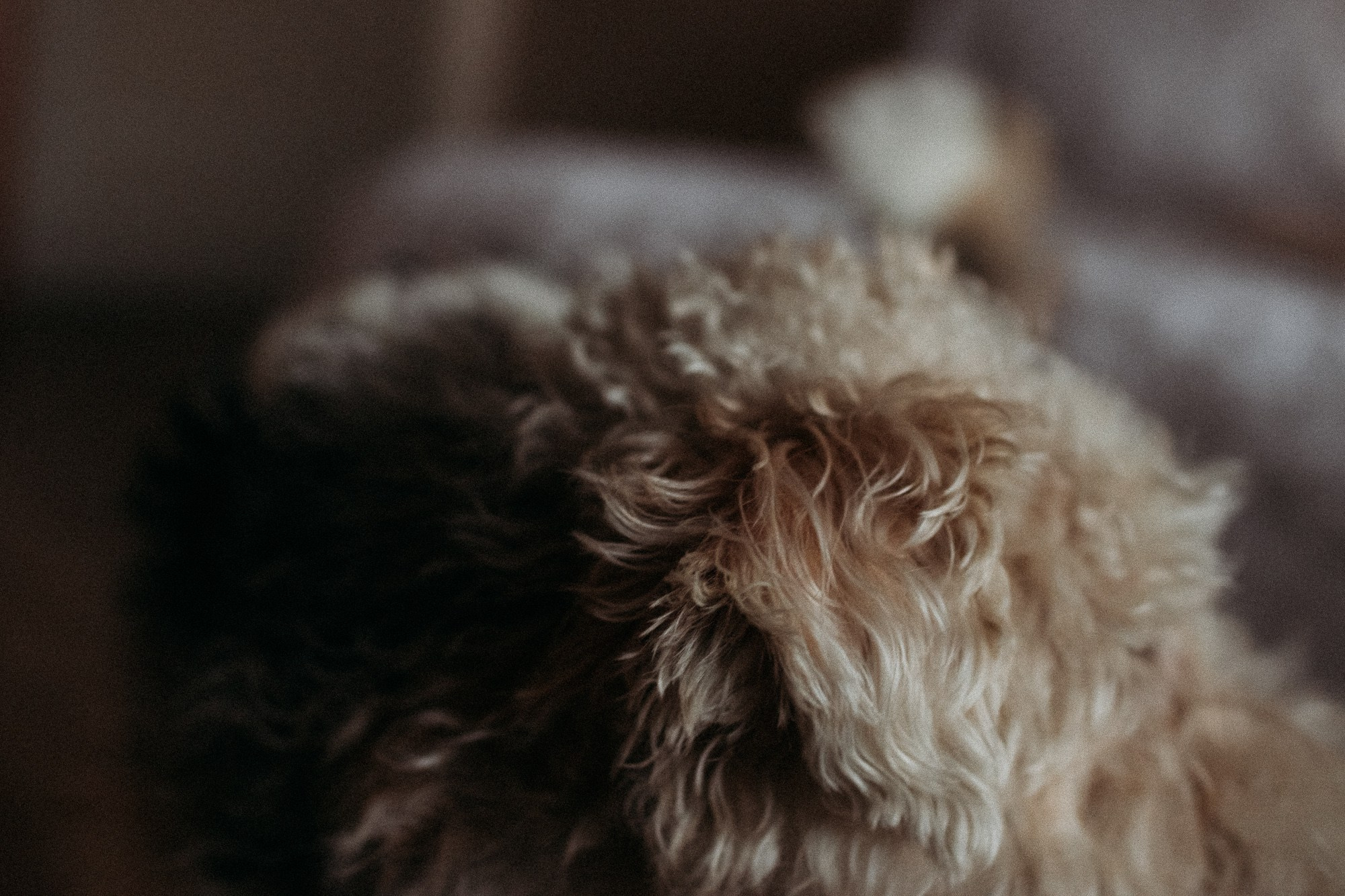 Ребята и фоксы. Фотограф Наталья Потапова