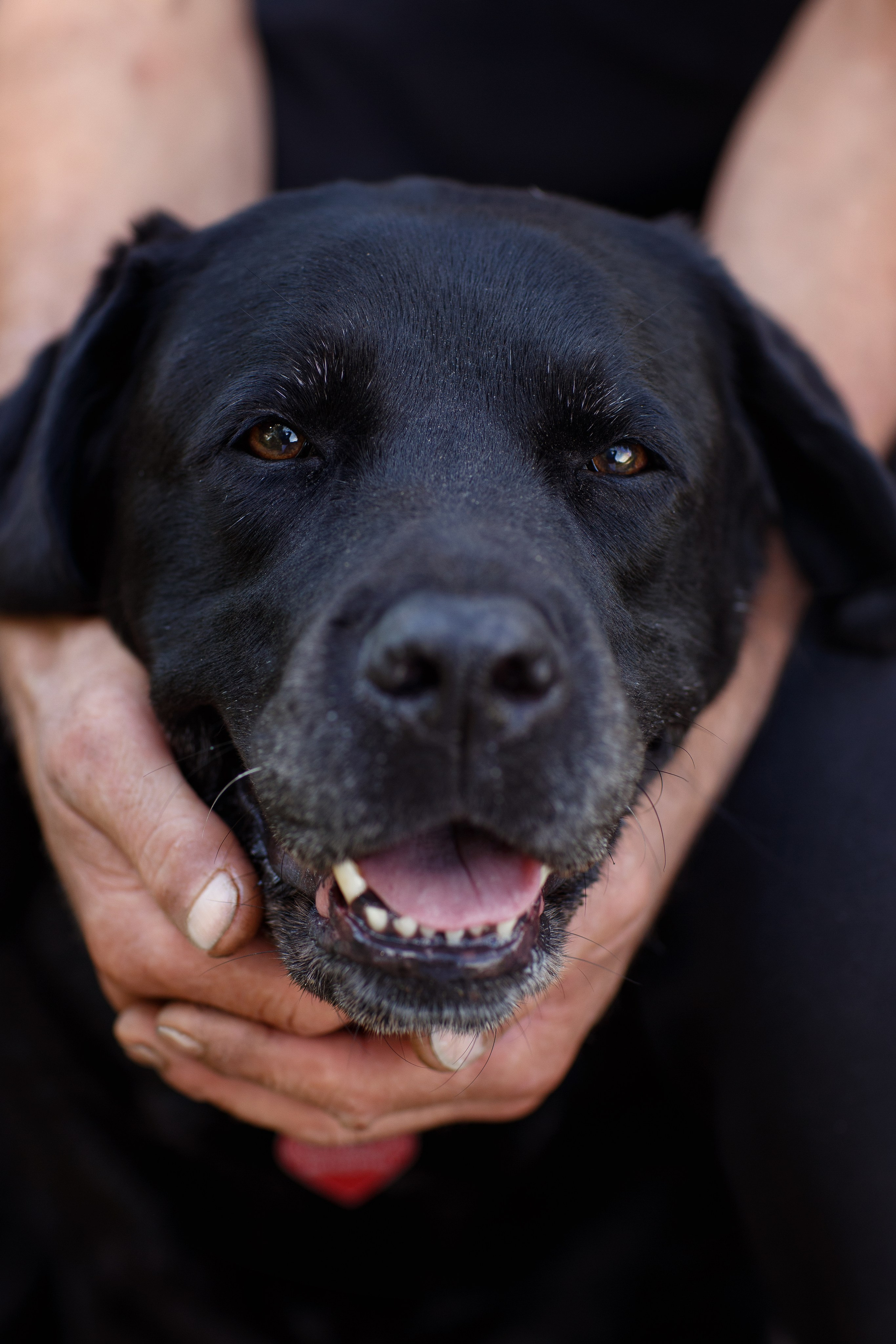 Александр и Мона. Фотограф — Анималист Наталья Тямушева