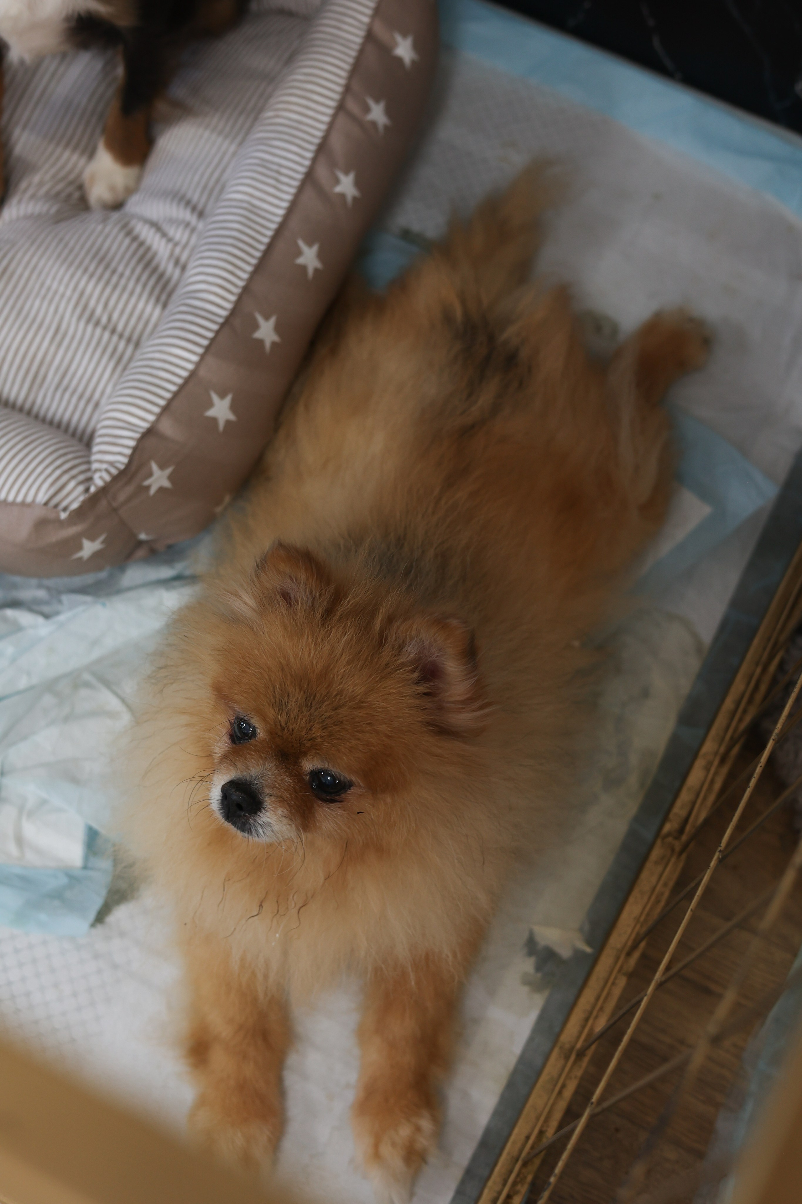 Апероль 1 годик. Фотограф Санкт-Петербург