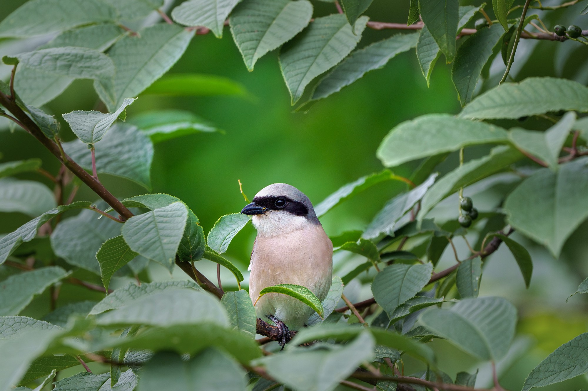 Удивительные мир птиц. Вокруг нас столько прекрасного — присмотритесь!. Ваш личный фотограф Марина Волкова