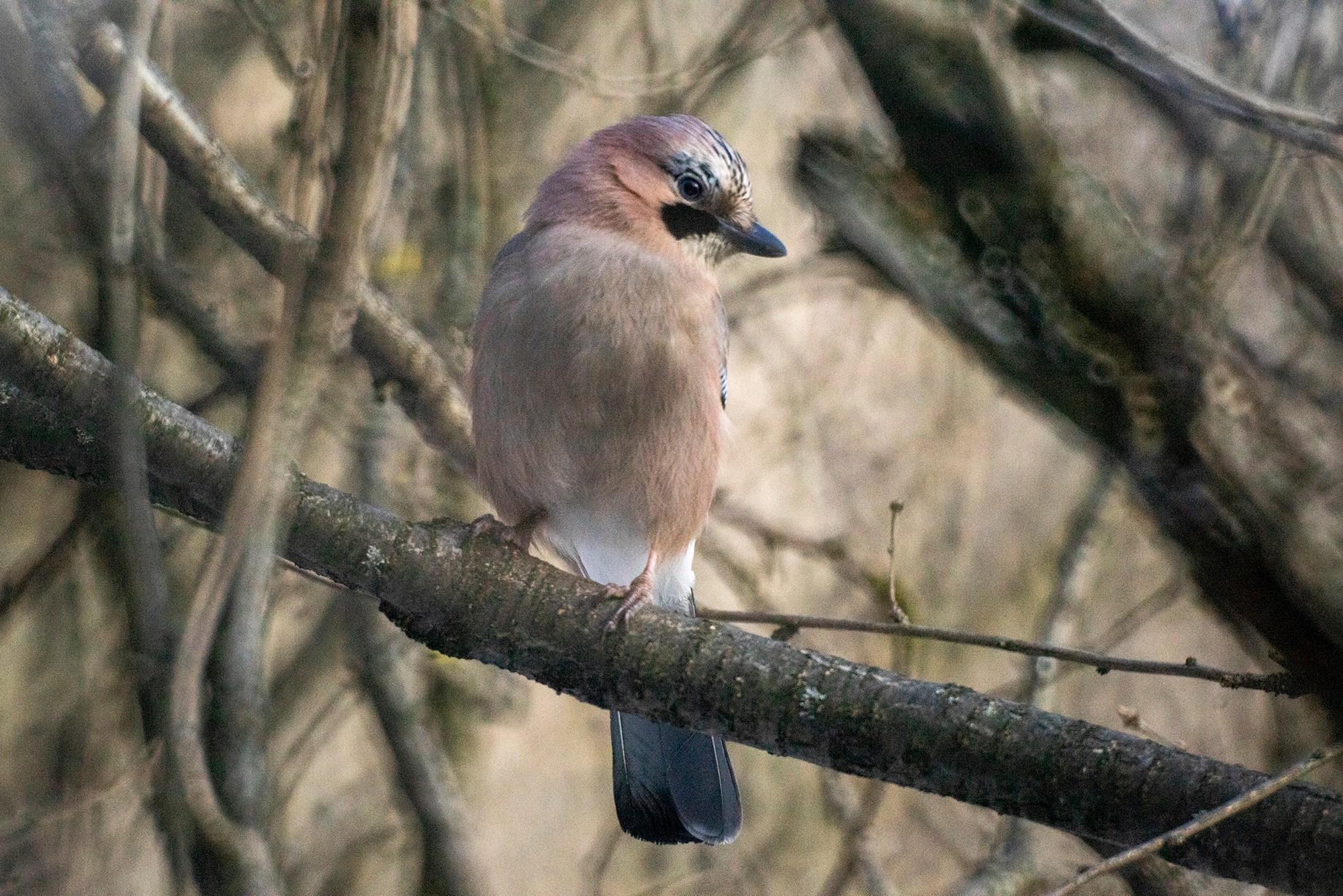 Удивительные мир птиц. Вокруг нас столько прекрасного — присмотритесь!. Ваш личный фотограф Марина Волкова