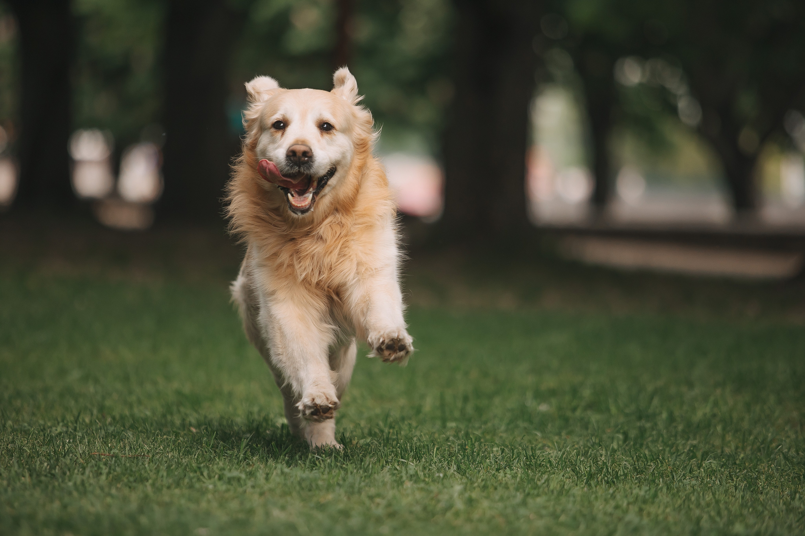 Золотистый ретривер Кант, Калининград. Свадебный и женский фотограф