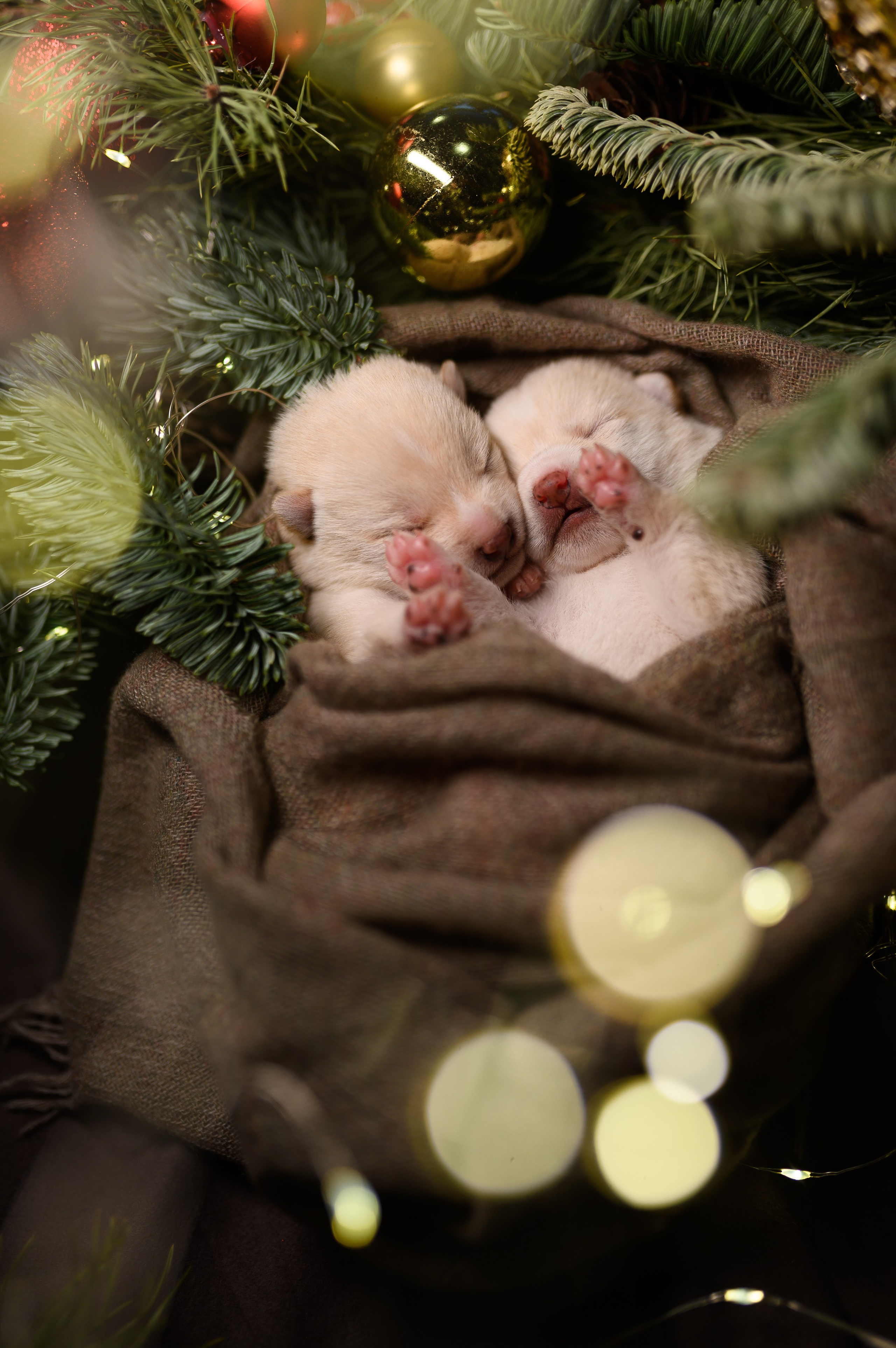 Мамесиба. Фотограф анималист в Москве Ольга Агушева