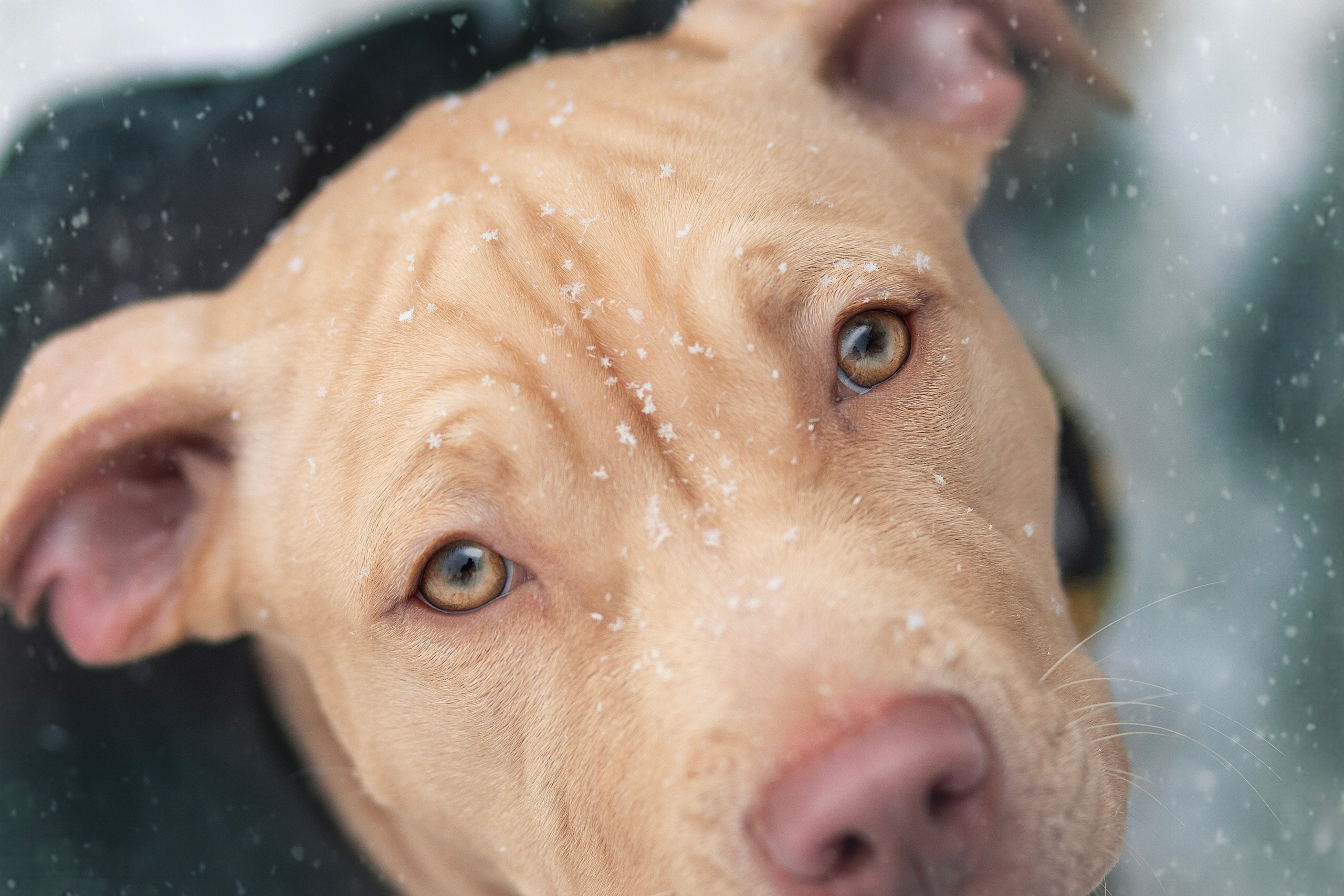 Фотосъёмка собак. Семейный и анималист фотограф в Переславле Анастасия Гусева