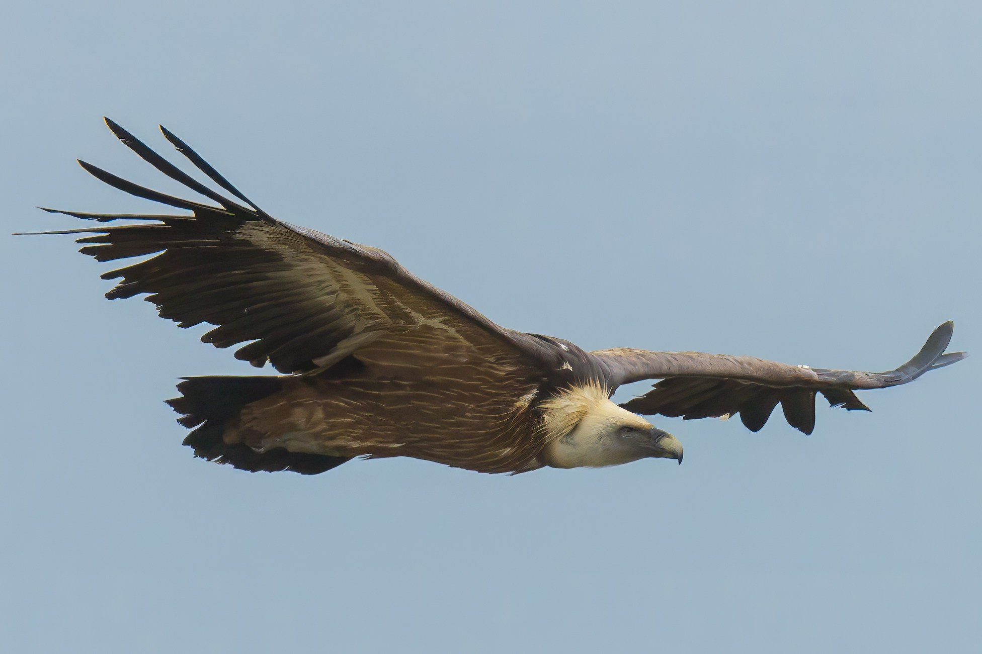 Белоголовый Сип. Красная книга. Photomantis