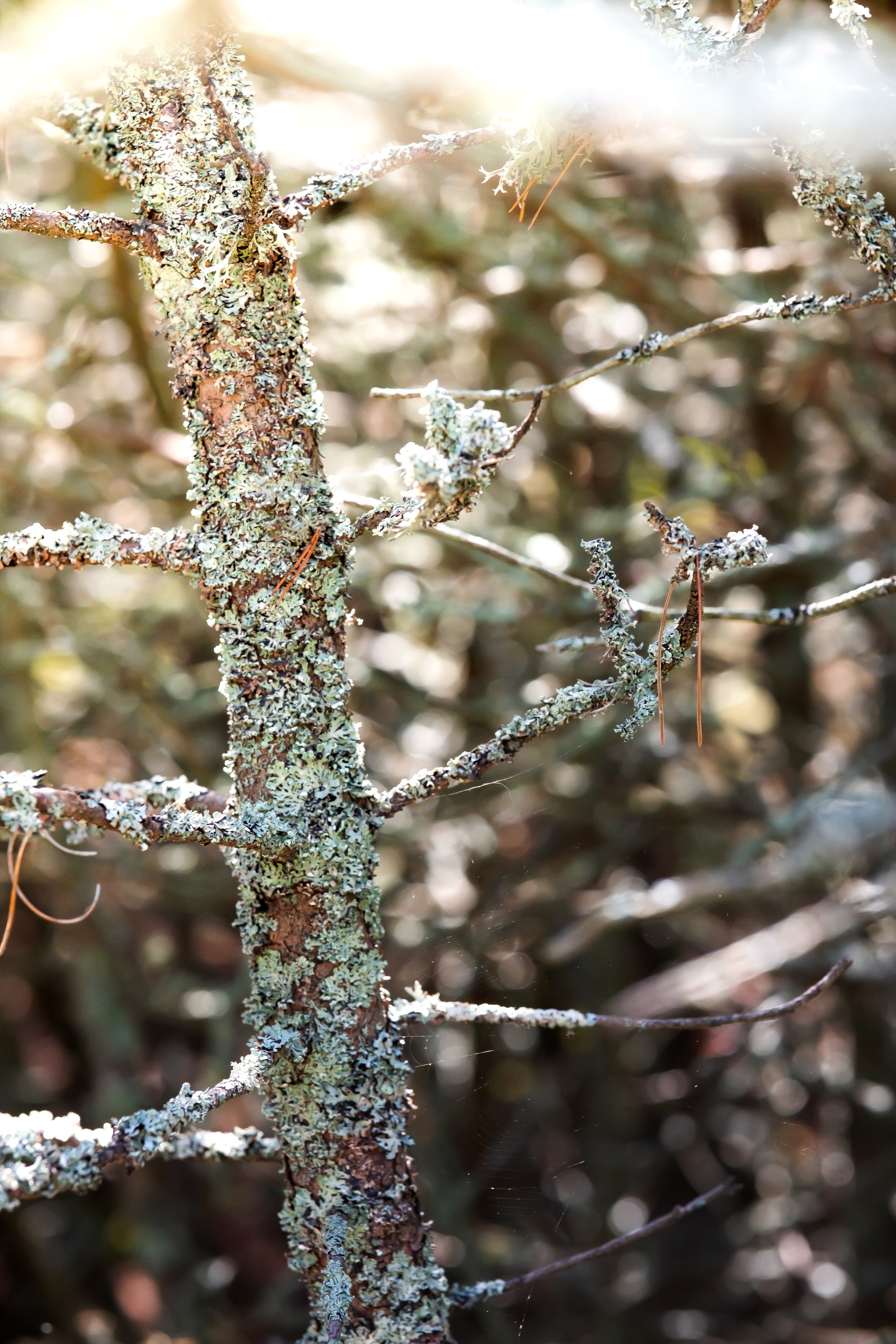Чем дальше в лес. KRUTOVA_фотографирую жизнь