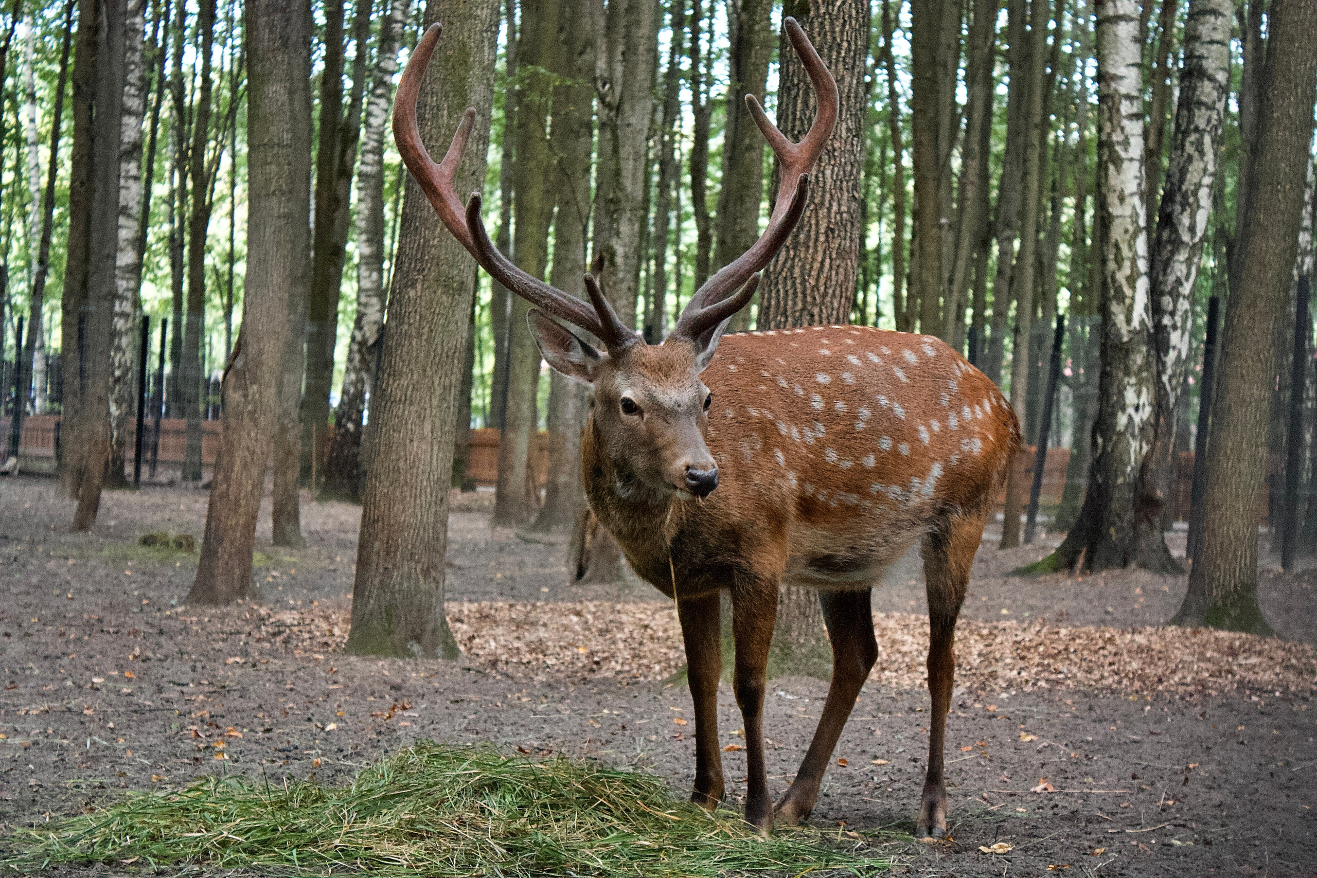 Анималистическая. KUPINИ | ФОТО — сайт портфолио по мультижанровой съёмке | фотограф Сергей Мар