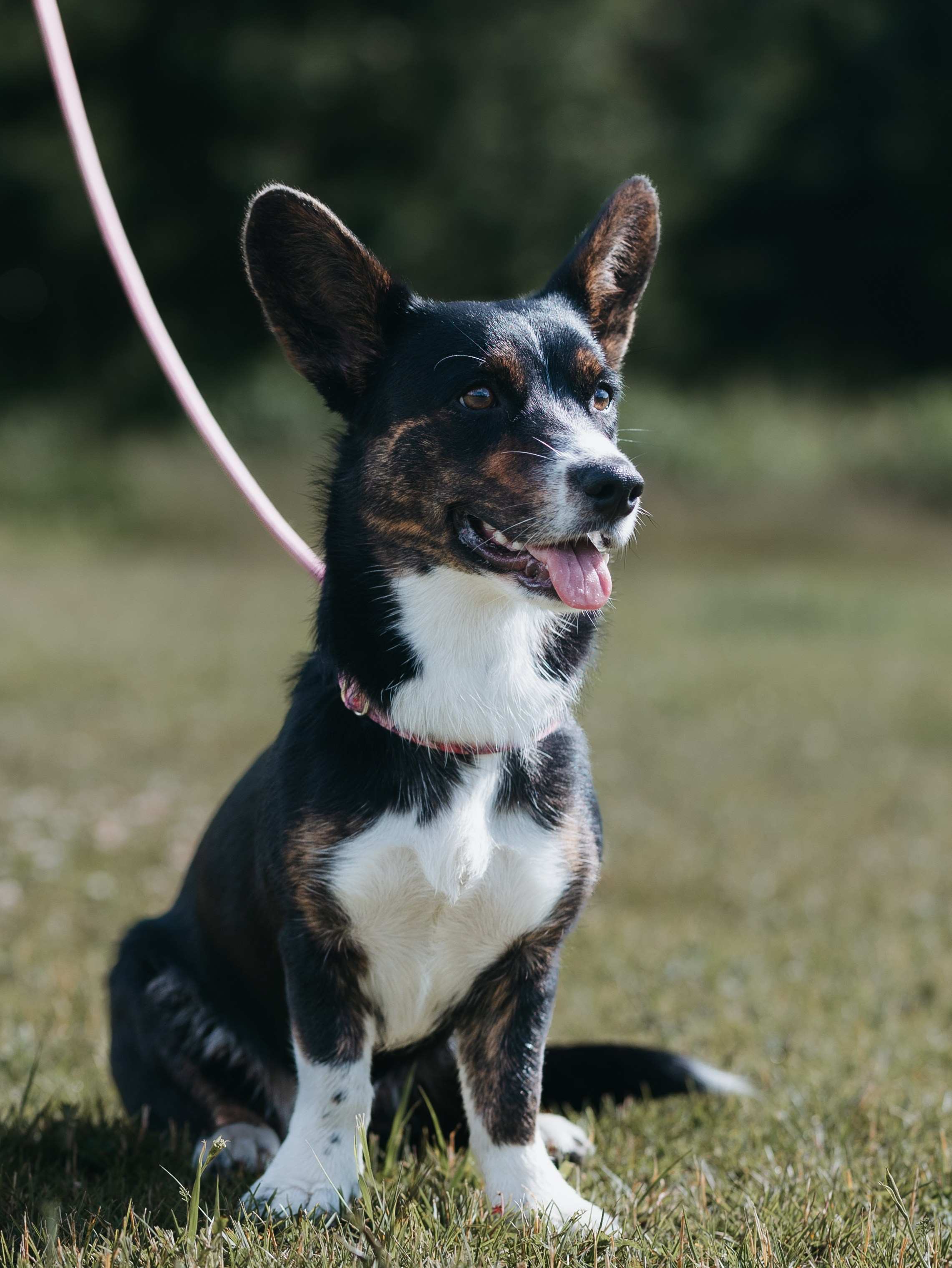 Лагерь ноузворк. Фотограф-анималист в Москве Кириллова Татьяна