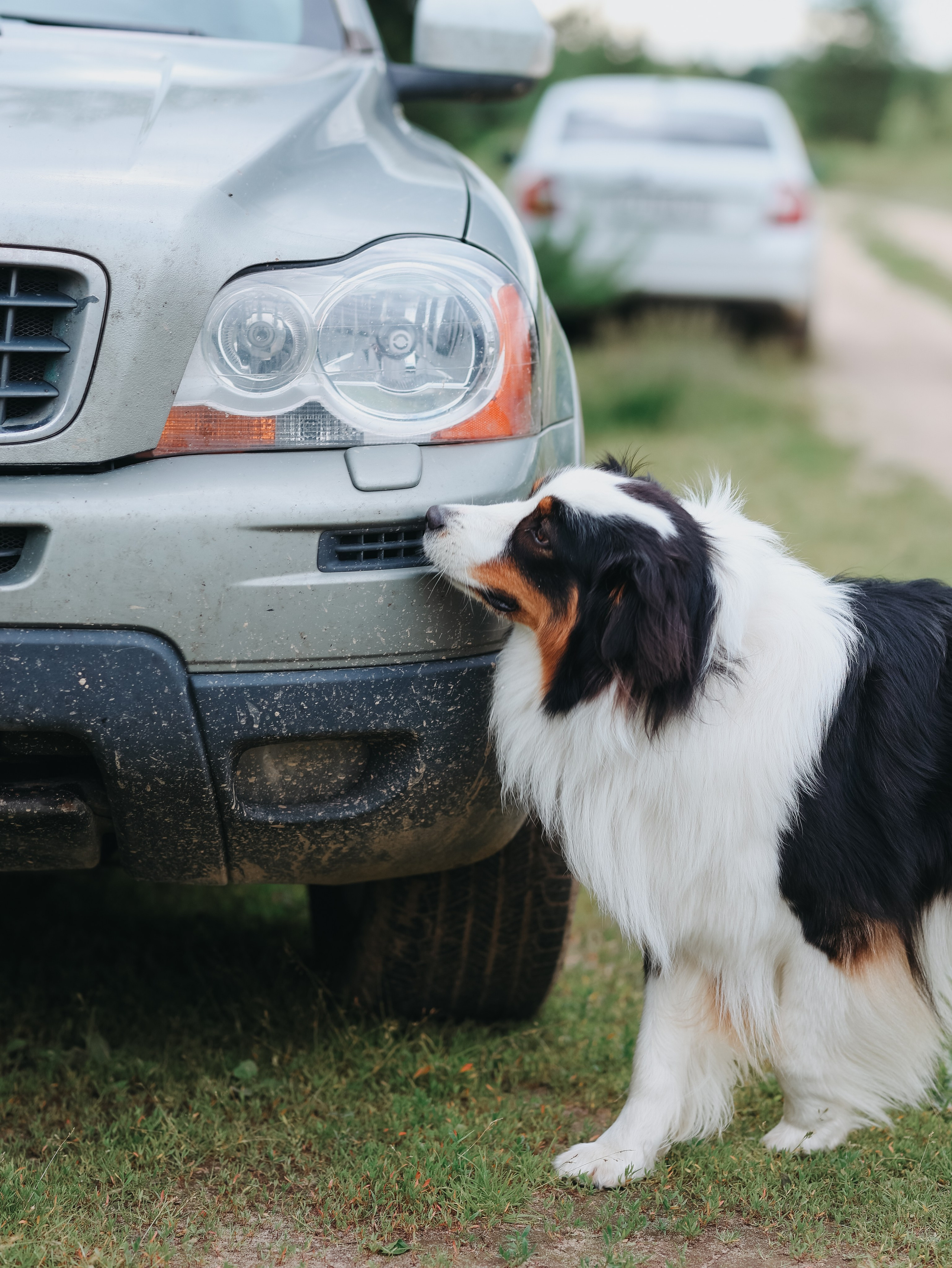 Лагерь ноузворк. Фотограф-анималист в Москве Кириллова Татьяна