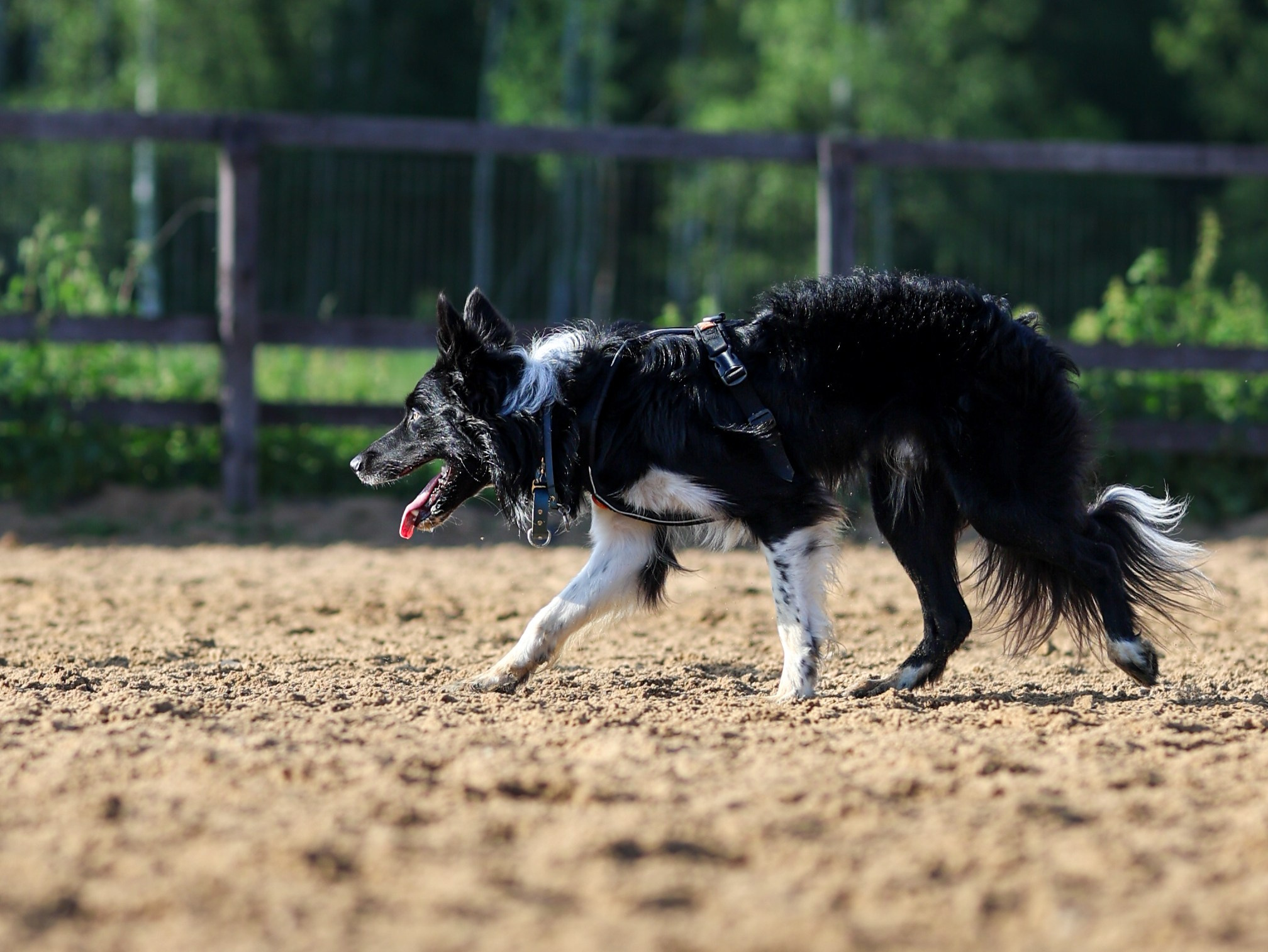 Пастьба. Фотограф-анималист в Москве Кириллова Татьяна
