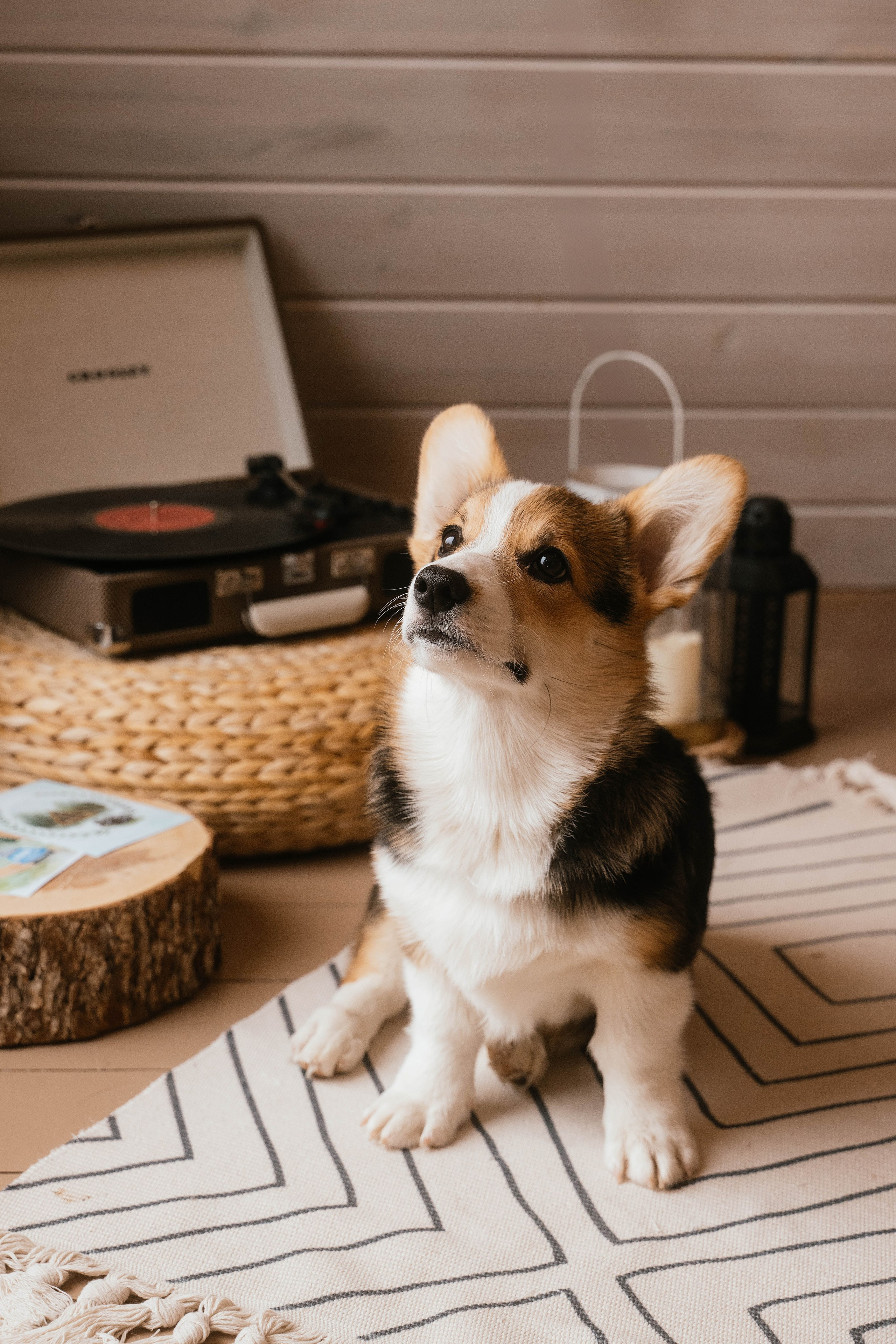 Вика, Коля, Лера, Ева и Вестар. Свадебный, семейный фотограф в Рязани Лена Брант