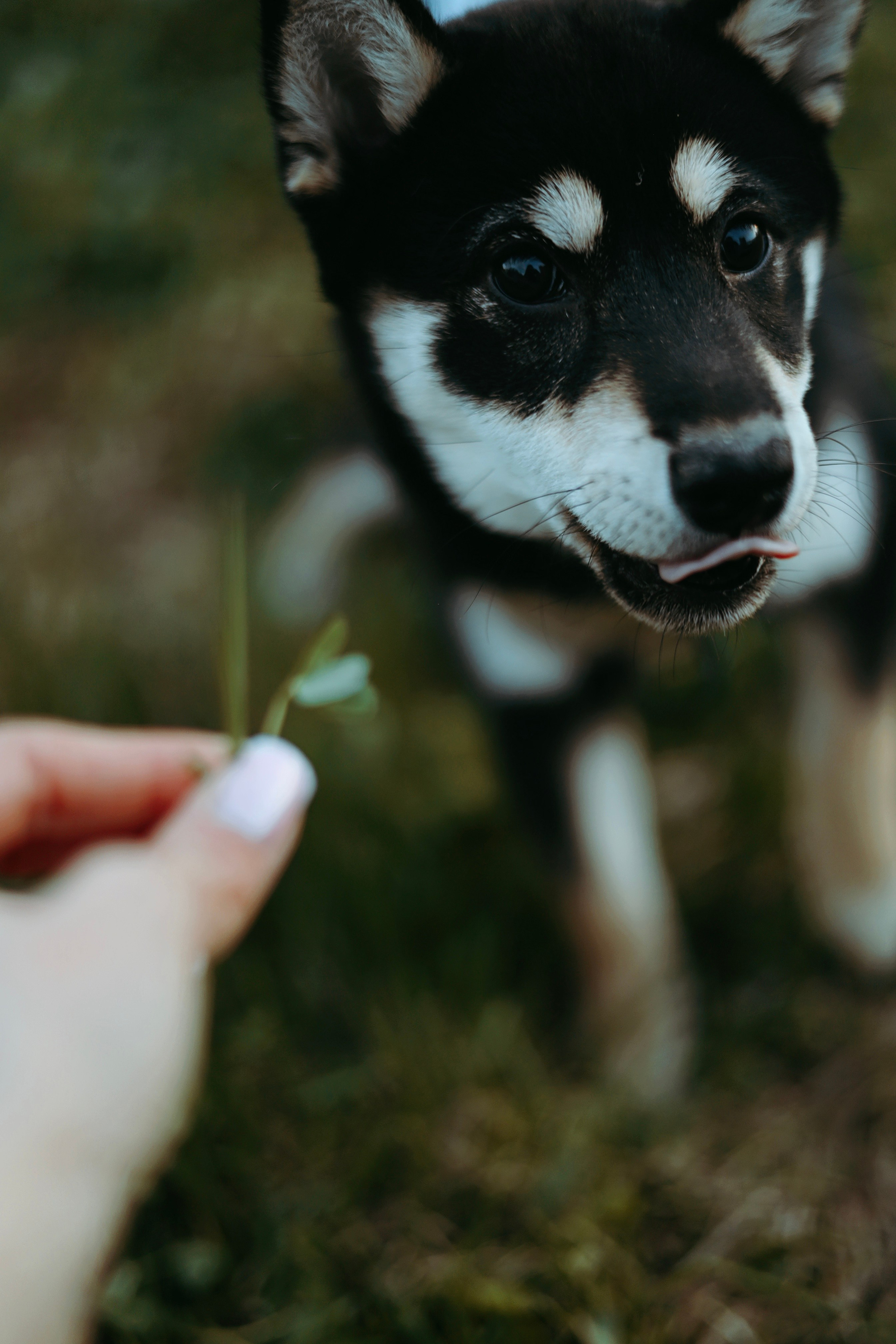 Puppy. Фотосессии в Москве и Санкт-Петербурге, а также по столицам стран Евро