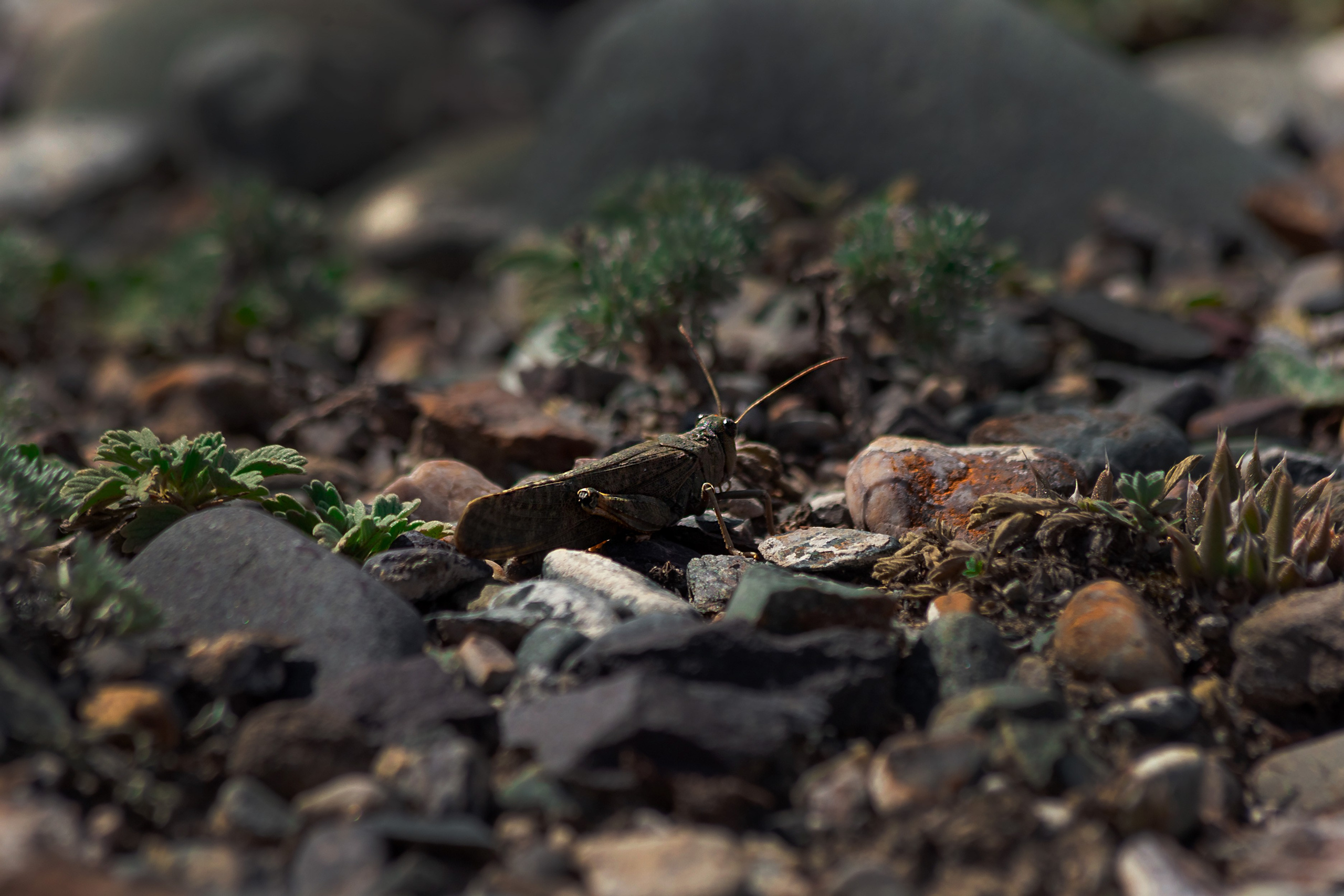 АЛТАЙ 2024 / ALTAI 2024. Главная