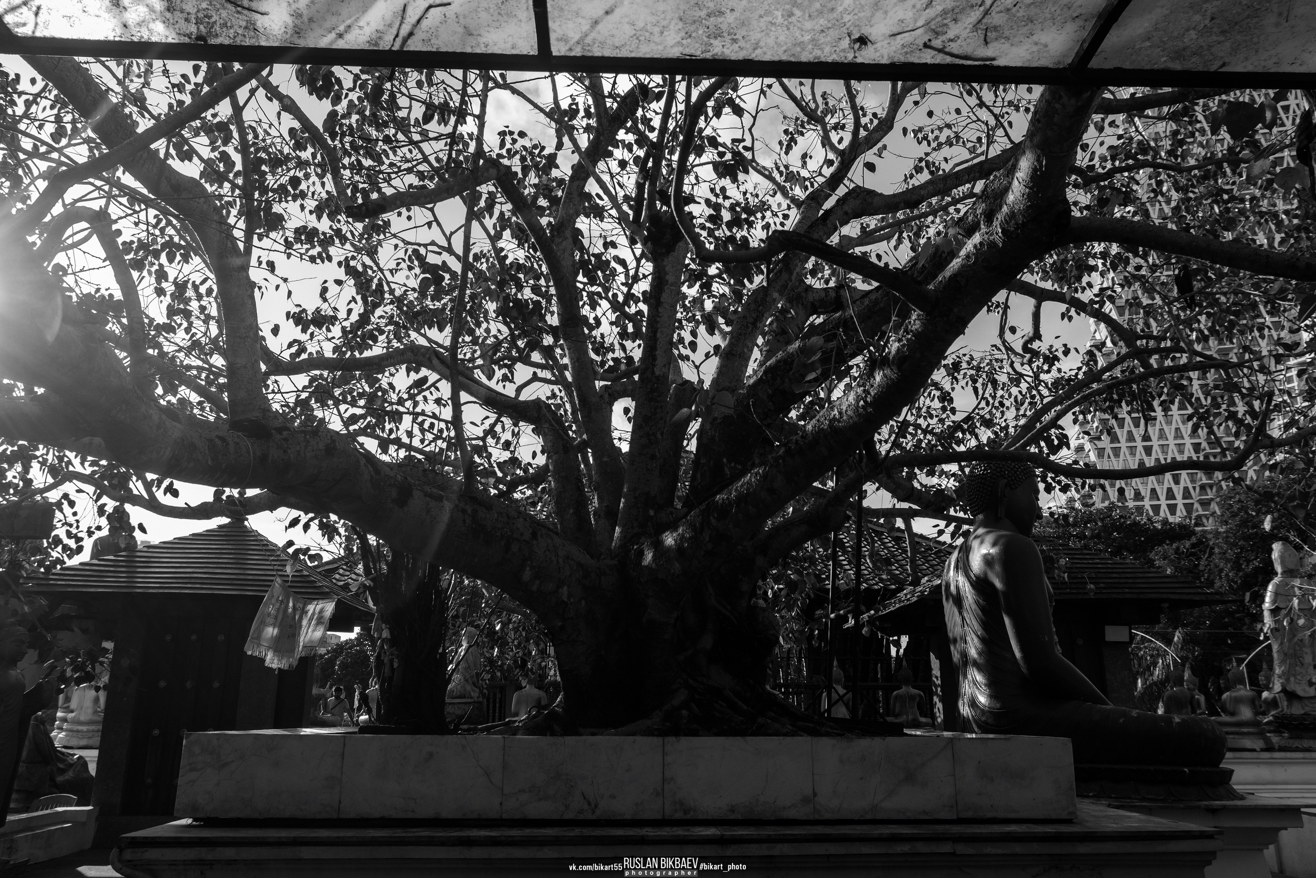 ШРИ-ЛАНКА 2025 / SRI LANKA 2025. Главная