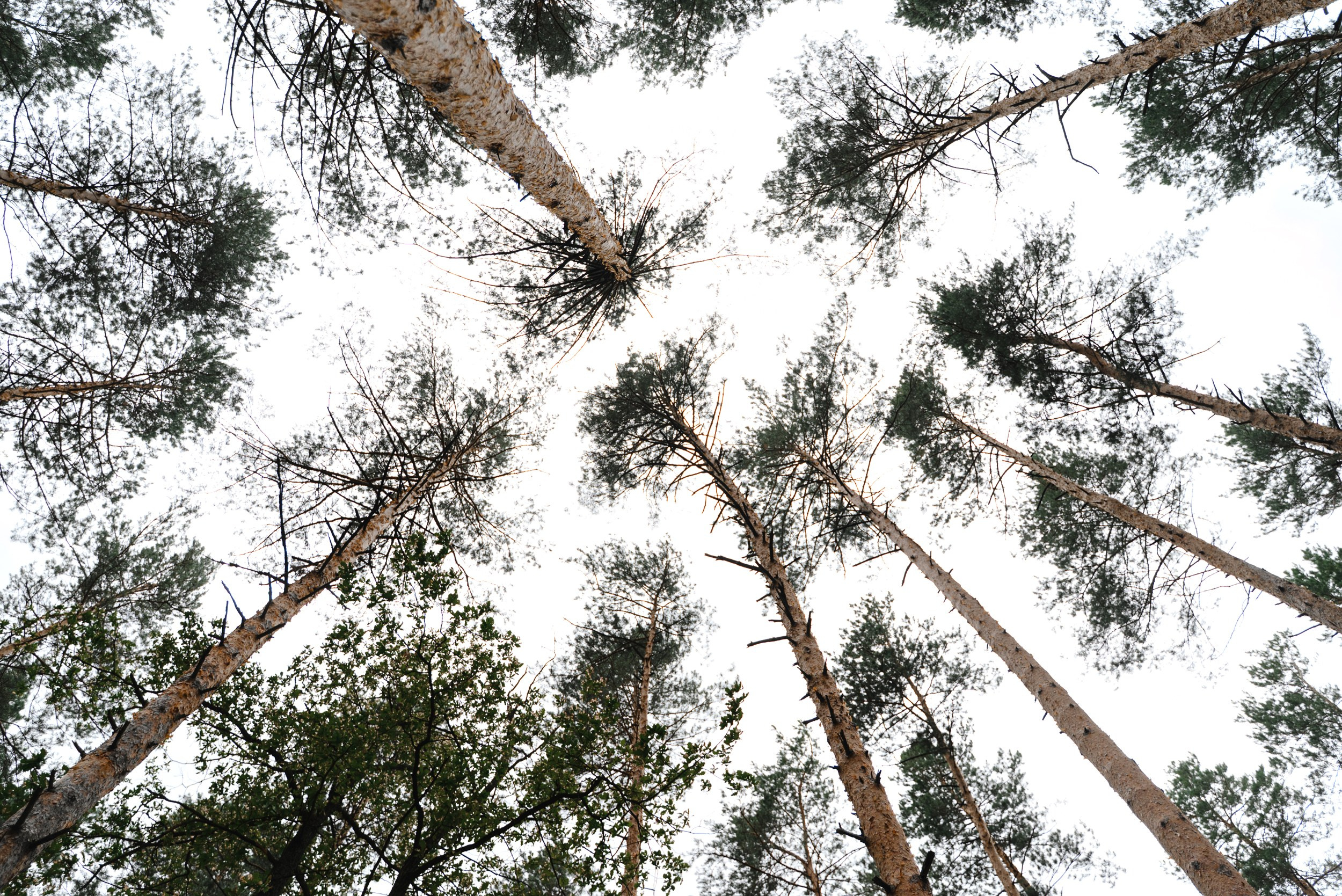 Андрей и Анастасия. Свадебный фотограф в Тамбове Андрей Шаталов