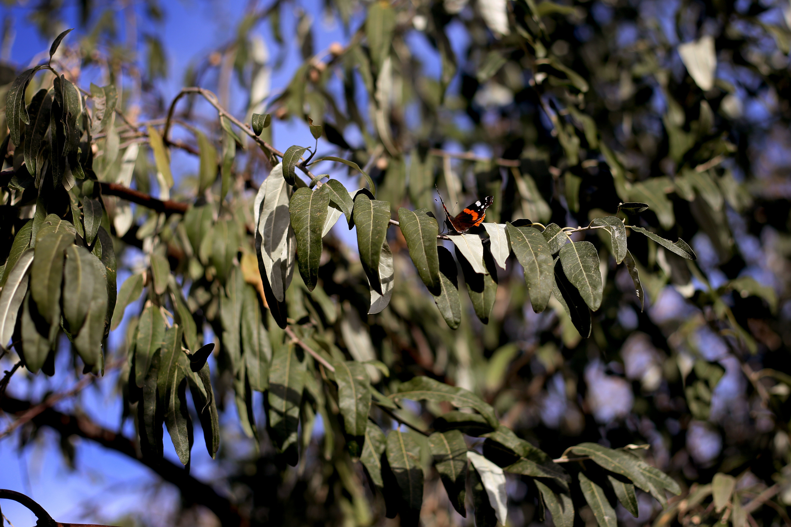 Love story, История любви в Ростове - на - Дону. Свадебный и семейный профессиональный фотограф в Ростове-на-Дону , Кри