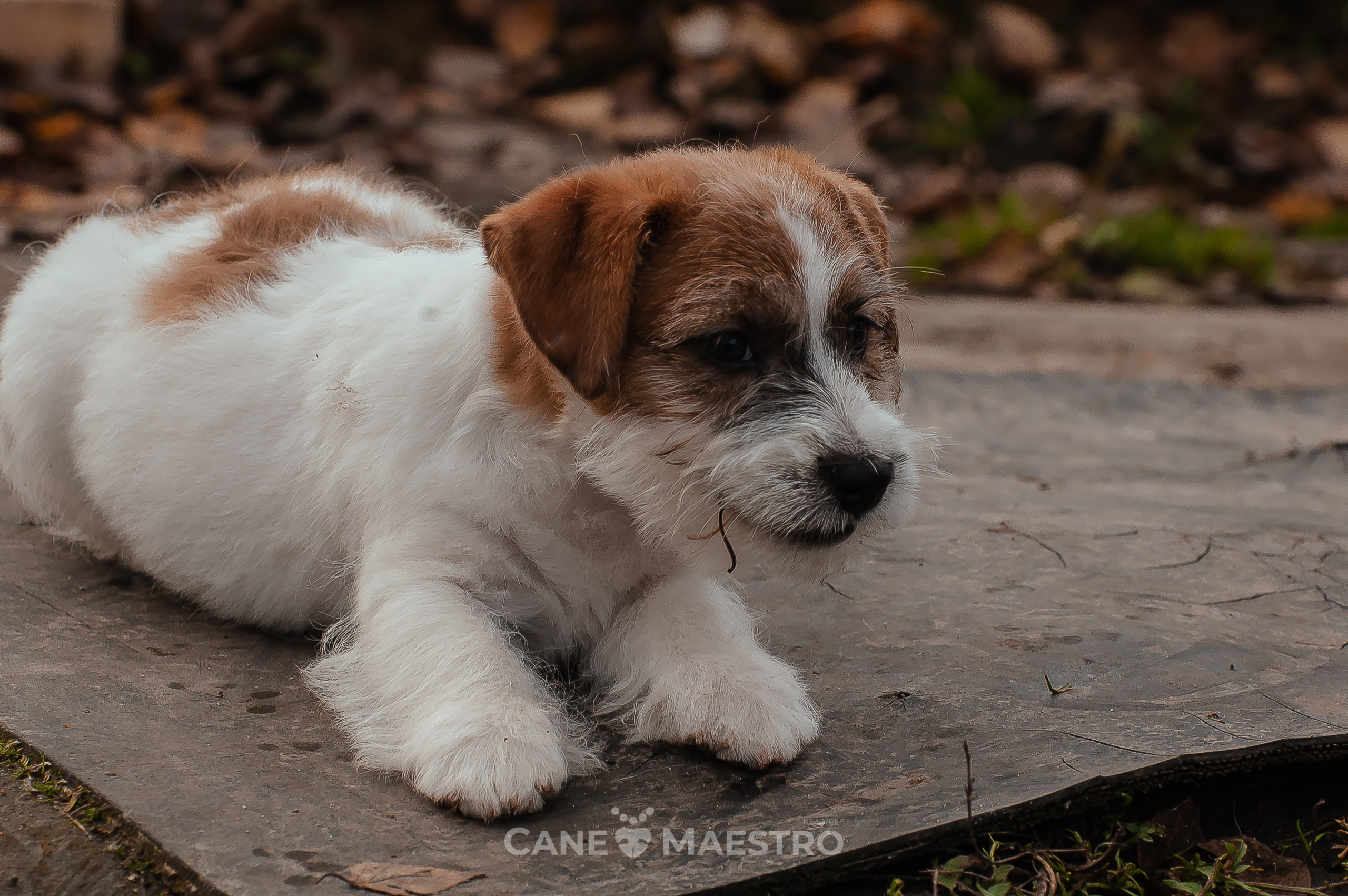 КобельZ1_ДРТ_брыж_27_08_25. КАНЕ МАЭСТРО — питомник Джек рассел терьеров
