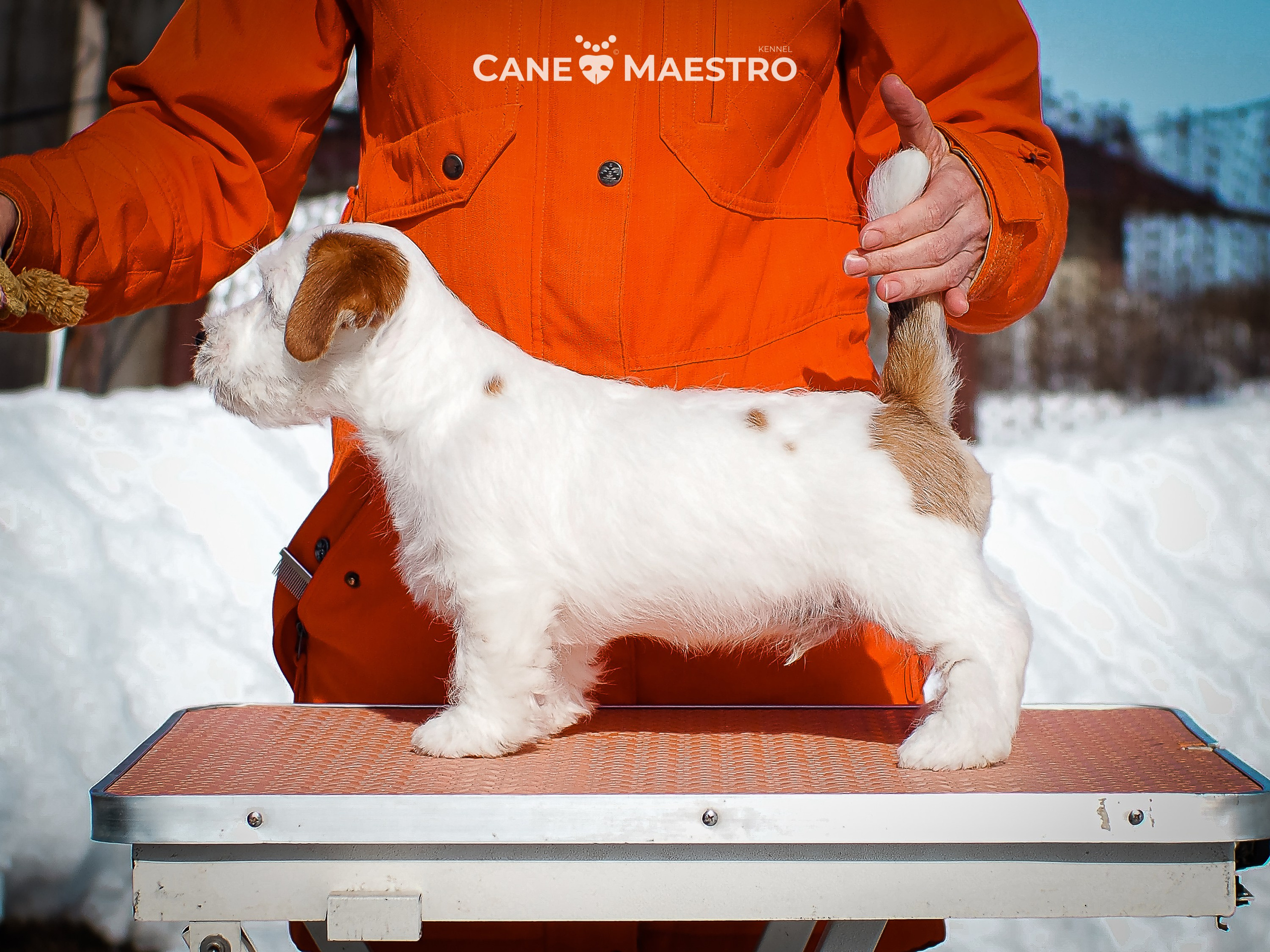 КОБ_Б_МОНОКЛЬ. CANE MAESTRO — kennel Jack Russell Terrier