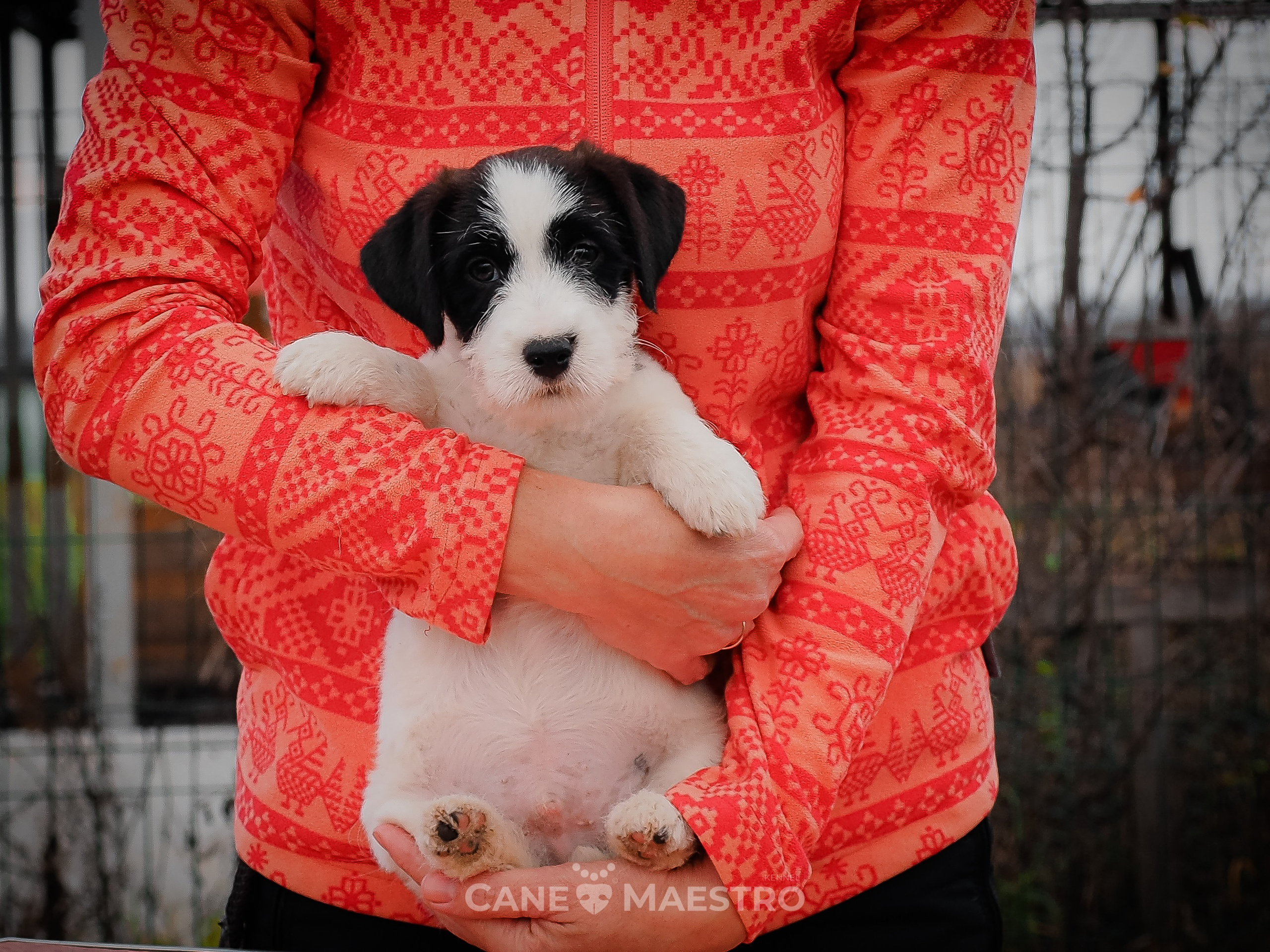 КОБZ_4_ЧБ_27_08_25. КАНЕ МАЭСТРО — питомник Джек рассел терьеров