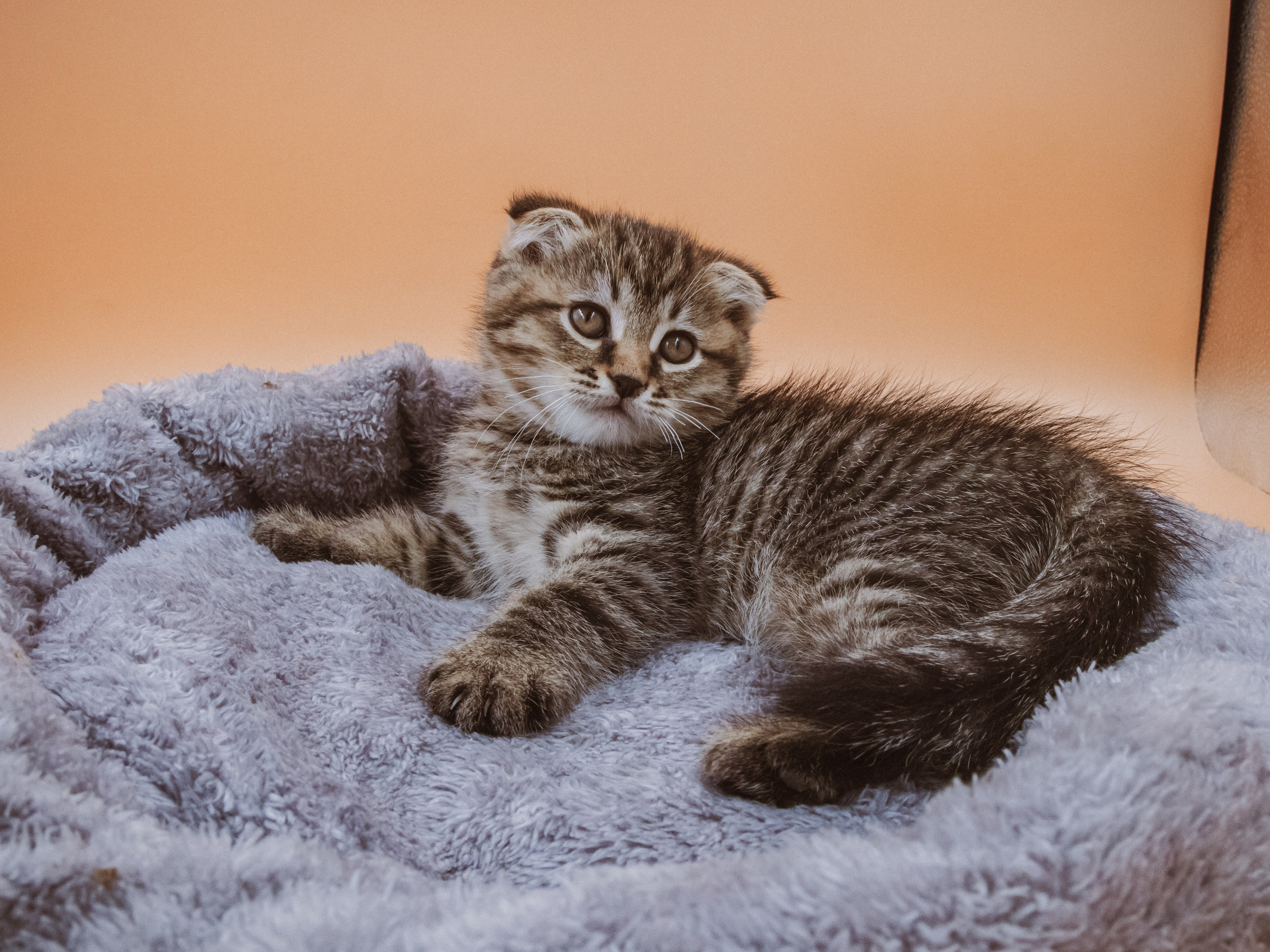 Съемка ЖИВОТНЫХ. VSolo — ваш EVENT фотограф