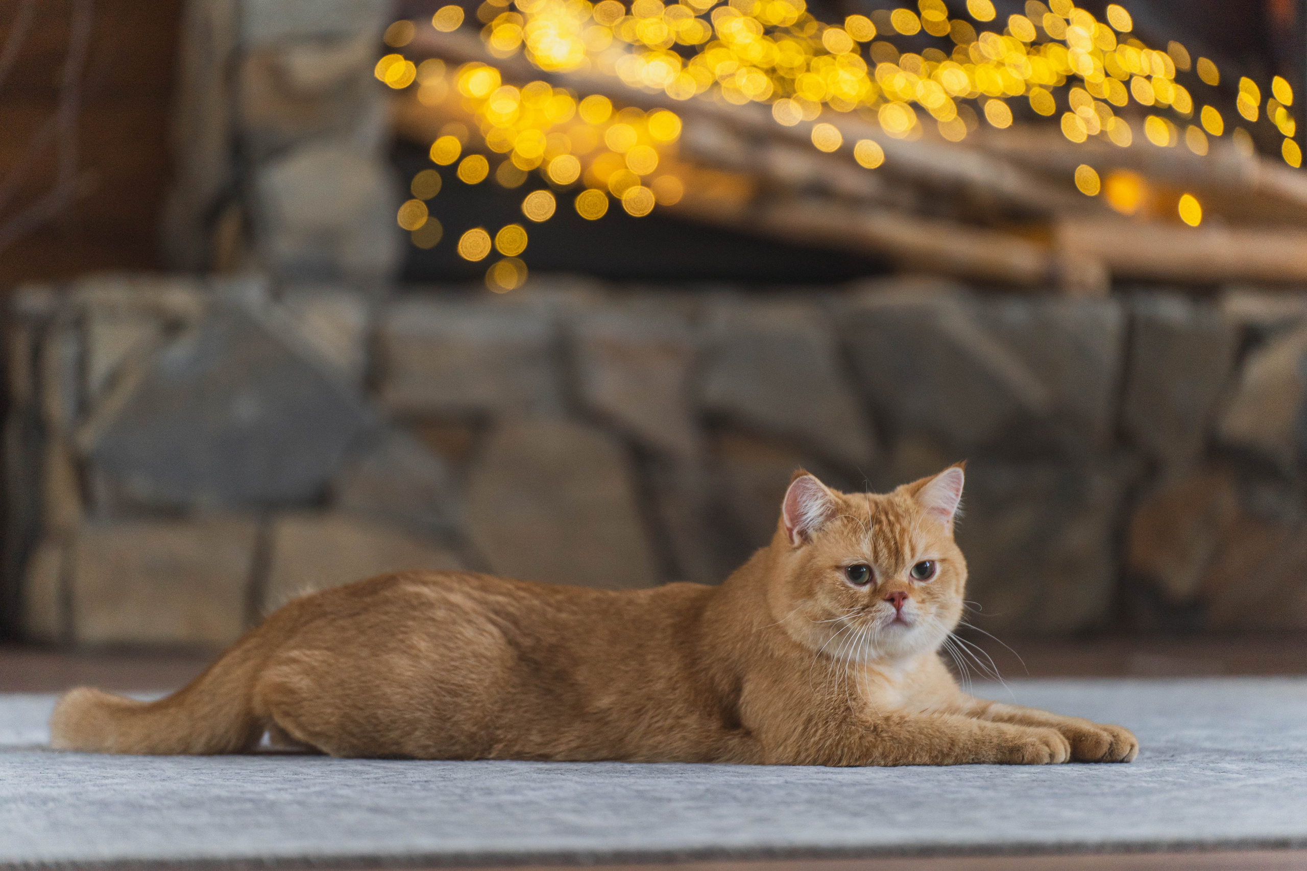 Питомник Шотландских кошек. Фотограф в Москве Ленарская Дарья