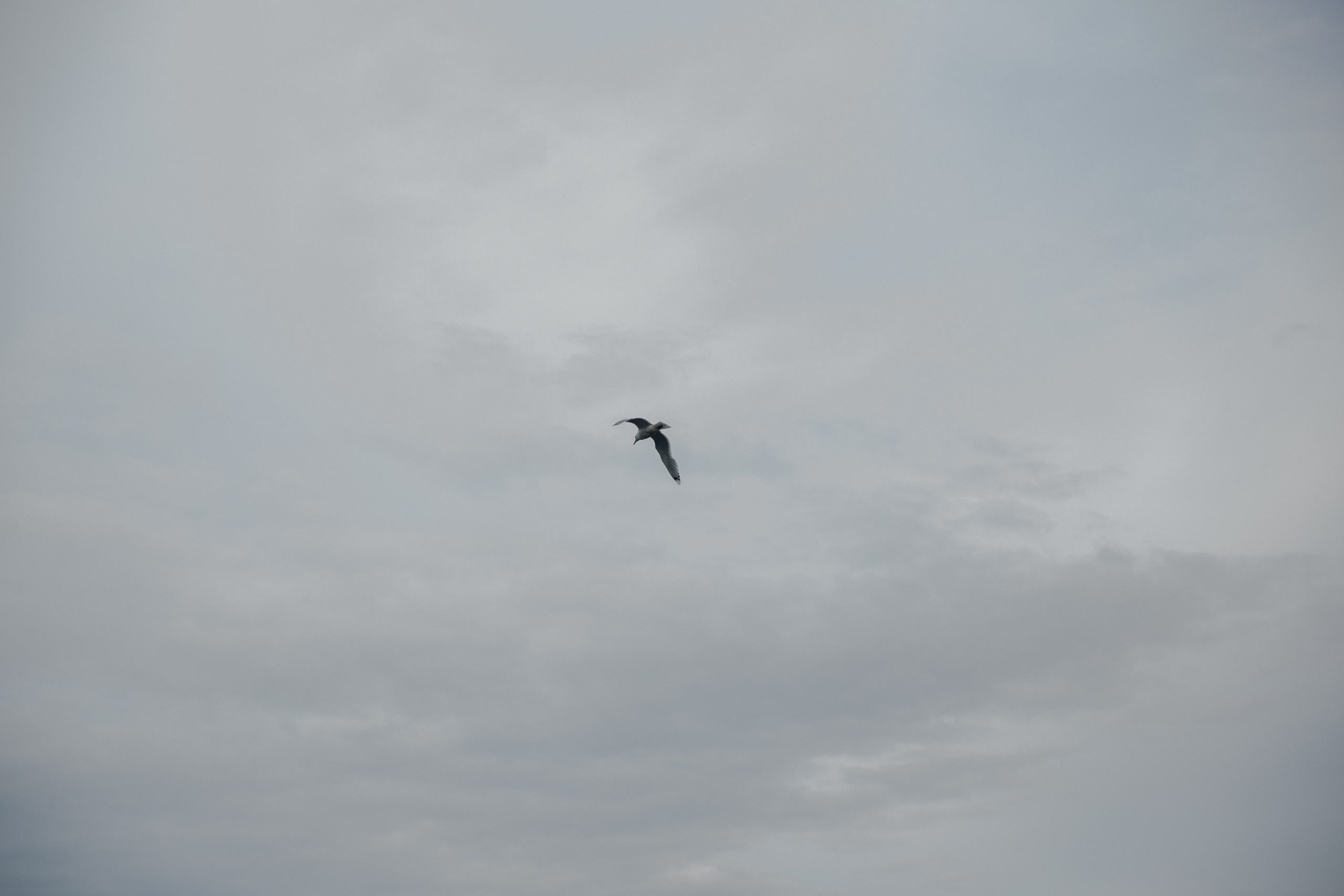 Игорь и Аида. Свадебные фотографы в г. Сургут Маркова Наталья и Замахина Елена