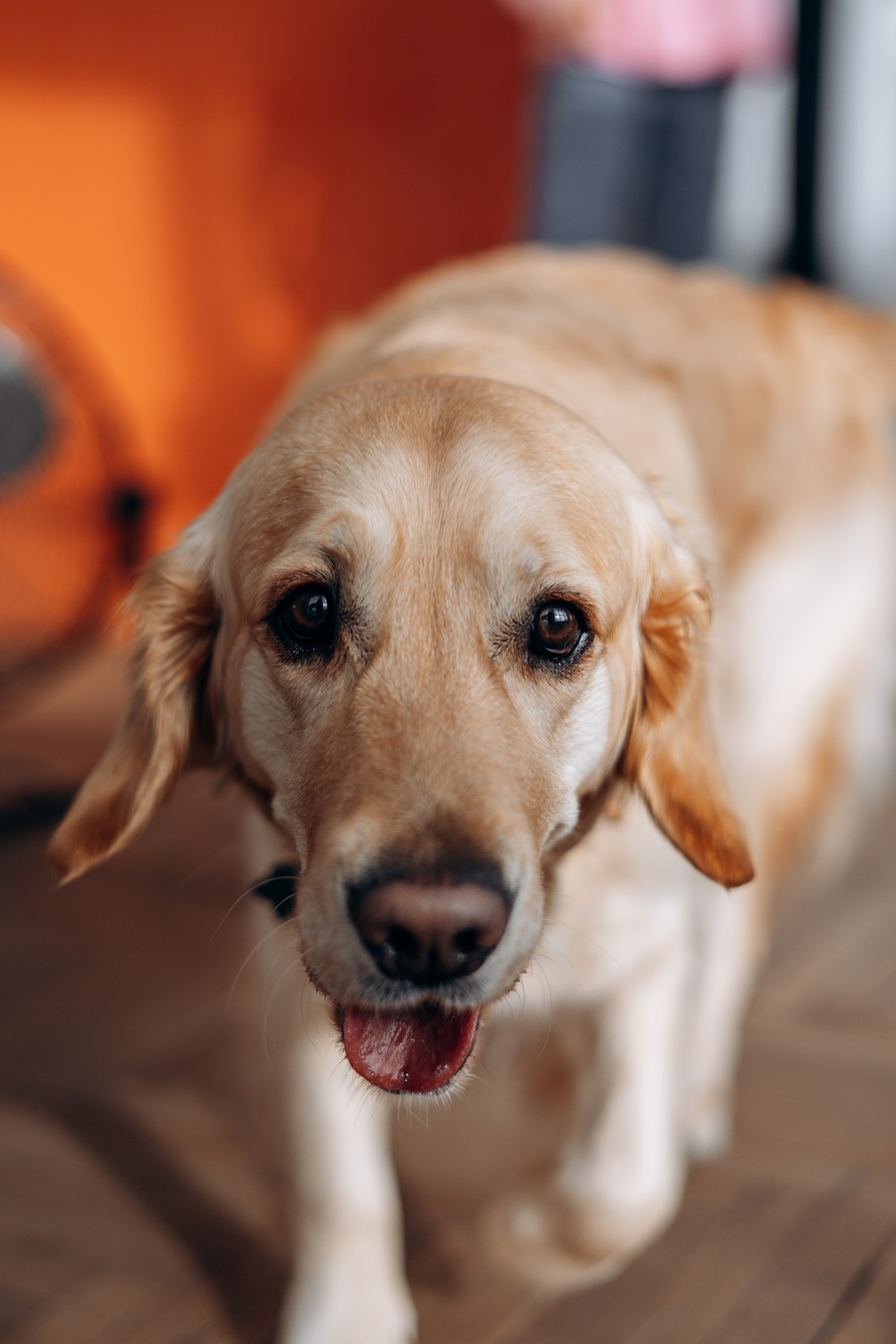 Марина и Чили. Фотограф — Анималист | Санкт-Петербург