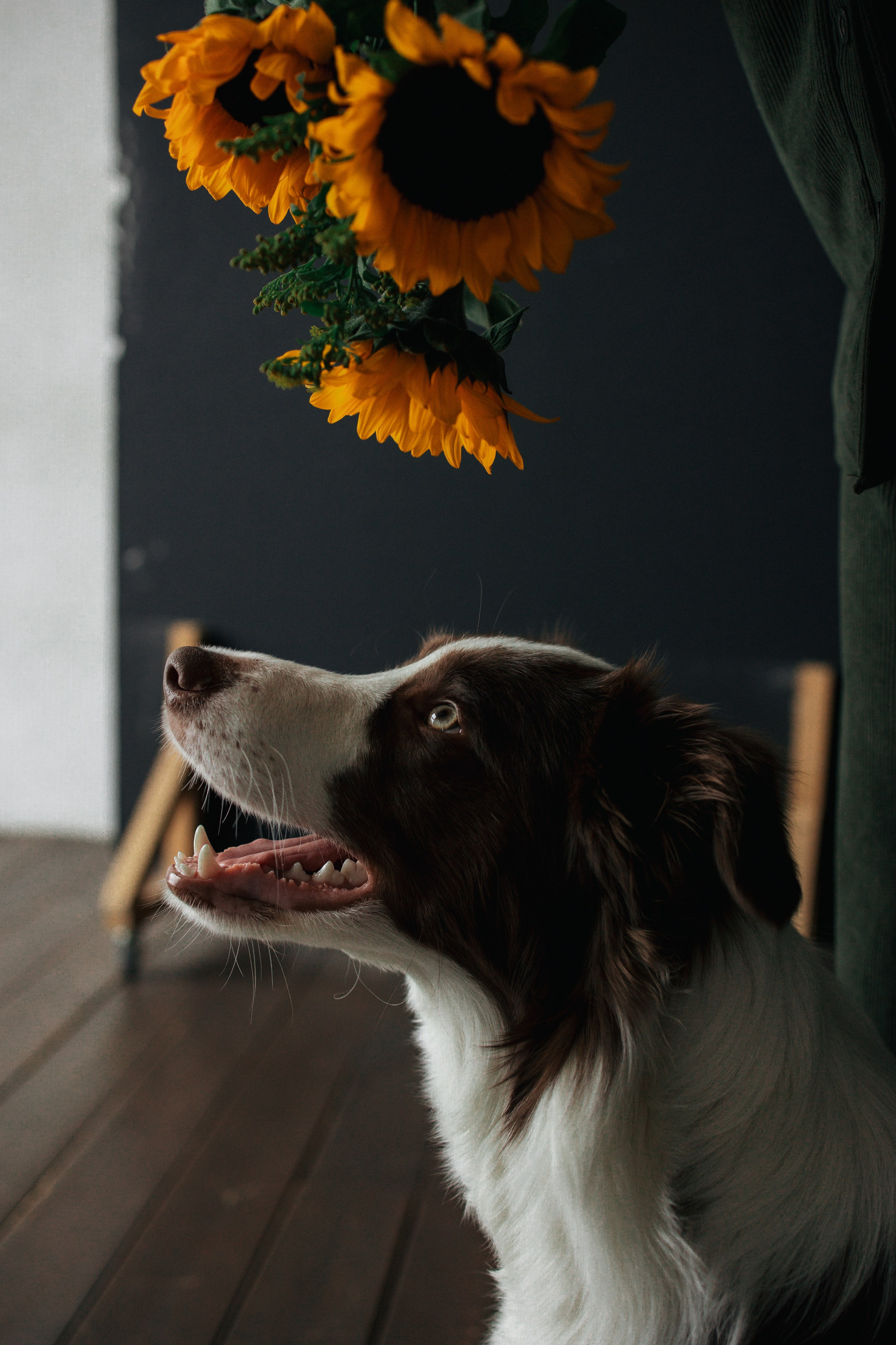 Настя и Симба. Фотограф — Анималист | Санкт-Петербург