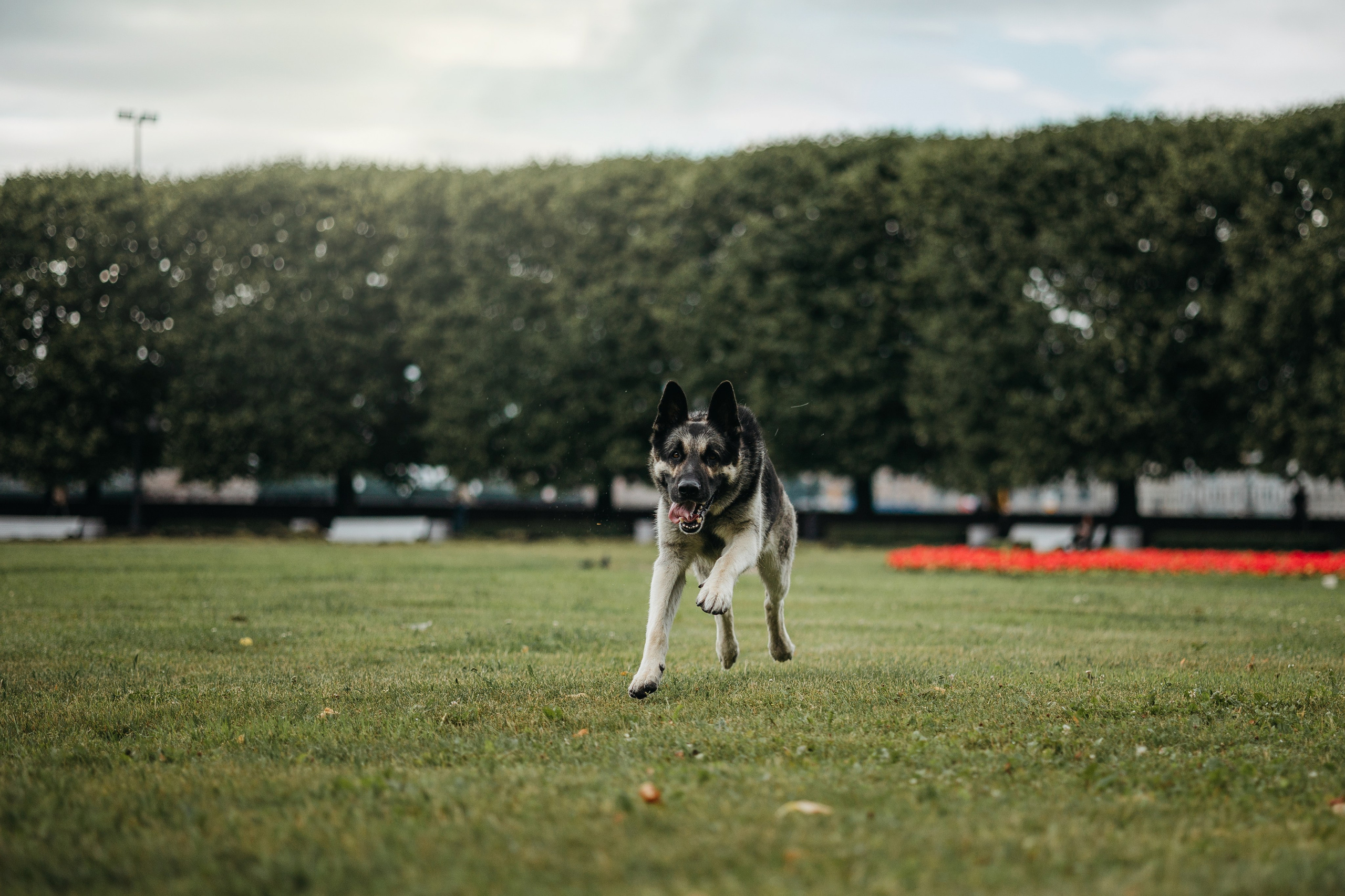 Рей и Ксения. Фотограф — Анималист | Санкт-Петербург