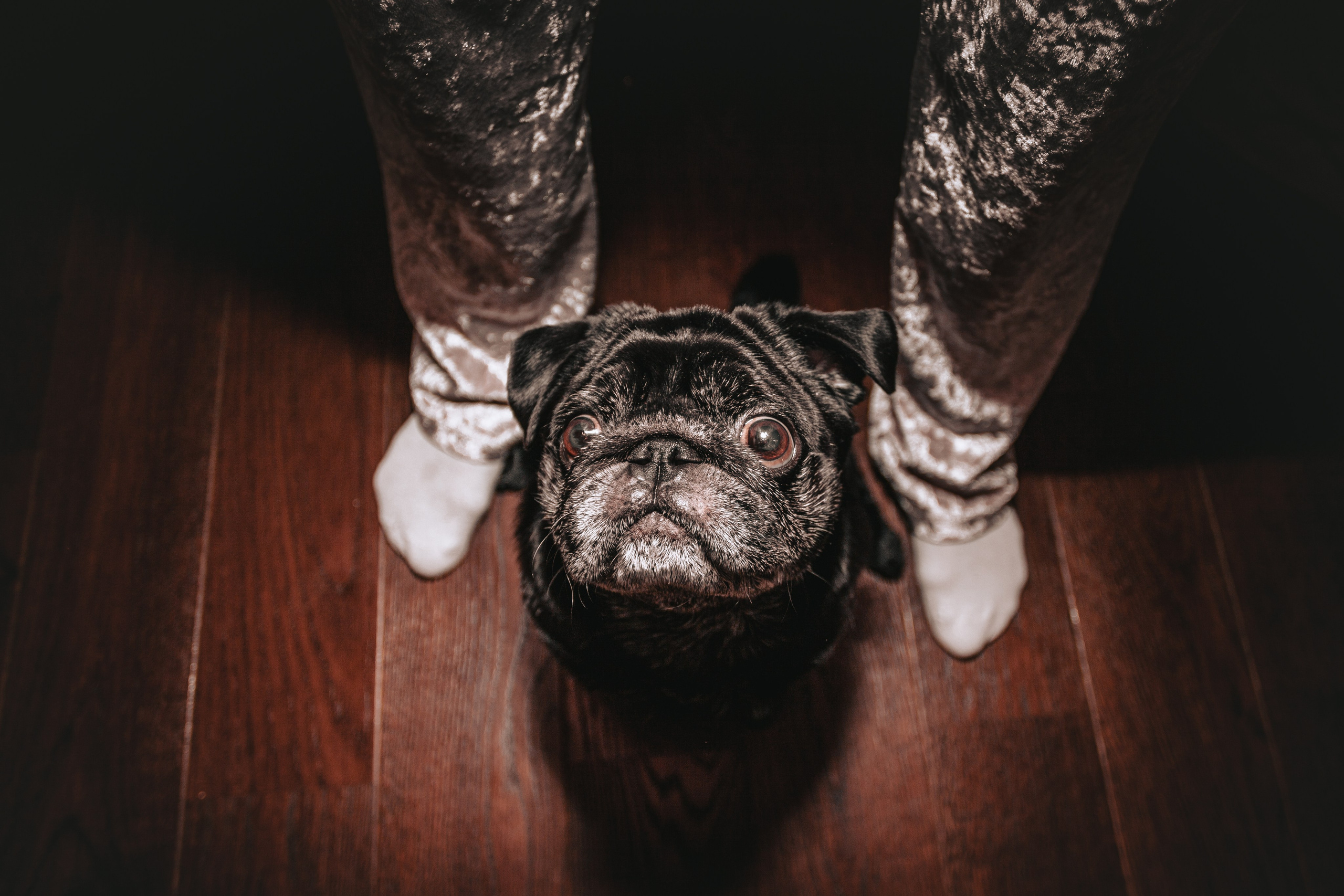 Домашняя фотосессия Оли и двух ее мопсов. Фотограф-анималист Татьяна Степанова