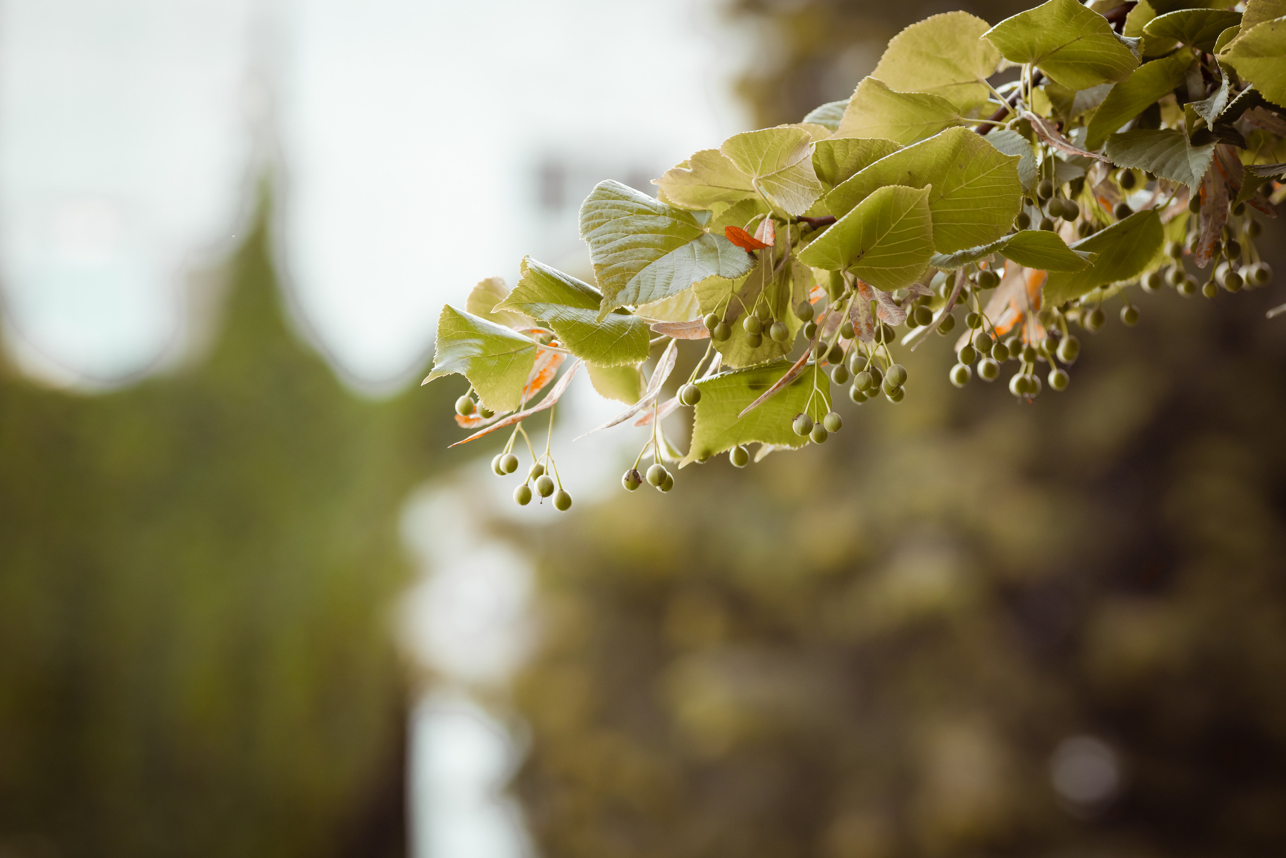 Однажды в ботаническом саду. Семейный и детский фотограф в Москве Дорогова Екатерина